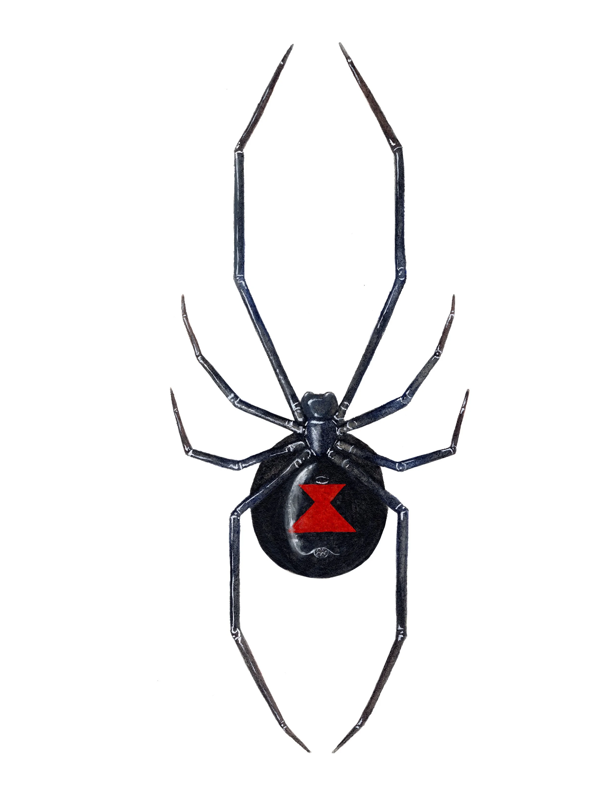 Female Western Black Widow (Latrodectus hesperus), watercolor, 2022.