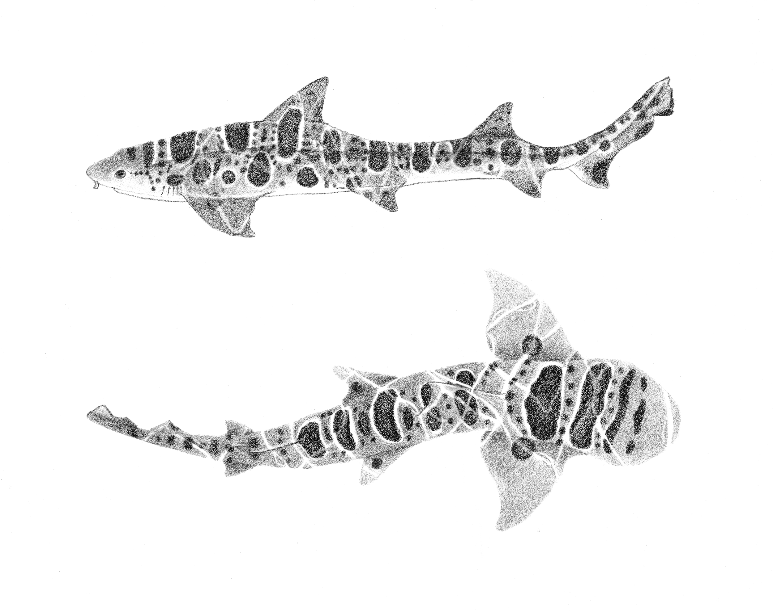 Leopard Sharks (Triakis semifasciata), colored pencil on coquille, 2021.