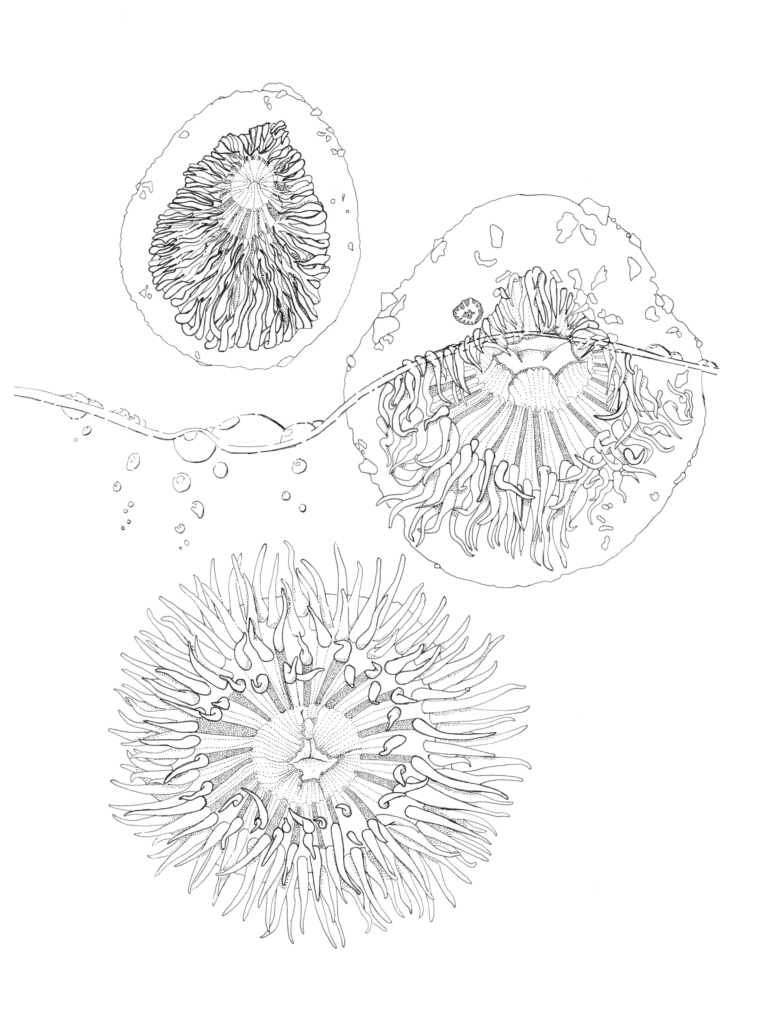Starburst Anemone (Anthopleura sola) Opening, pen and ink, 2021.