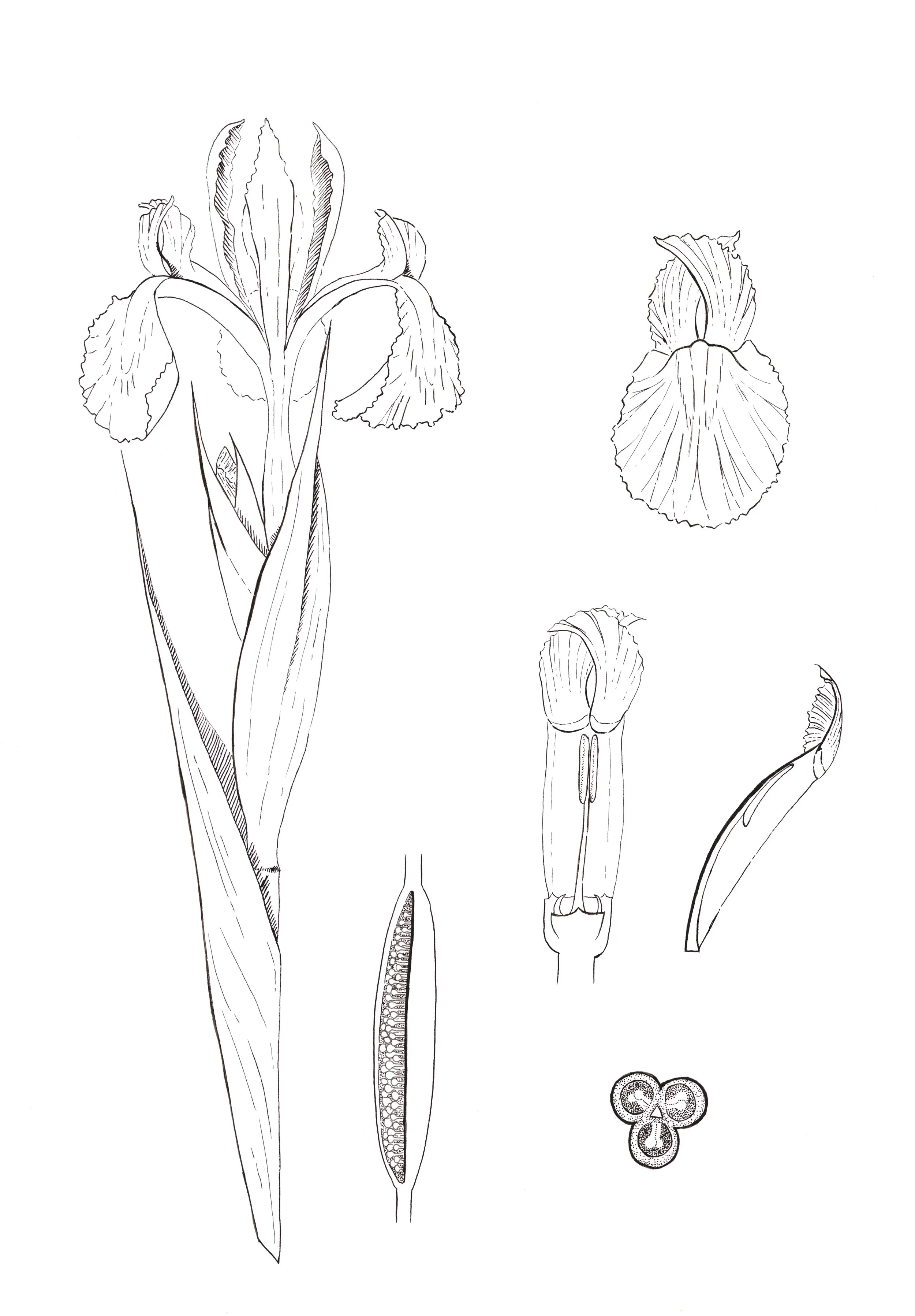 Dutch Iris (Iris hollandica) Dissection, pen and ink, 2022.