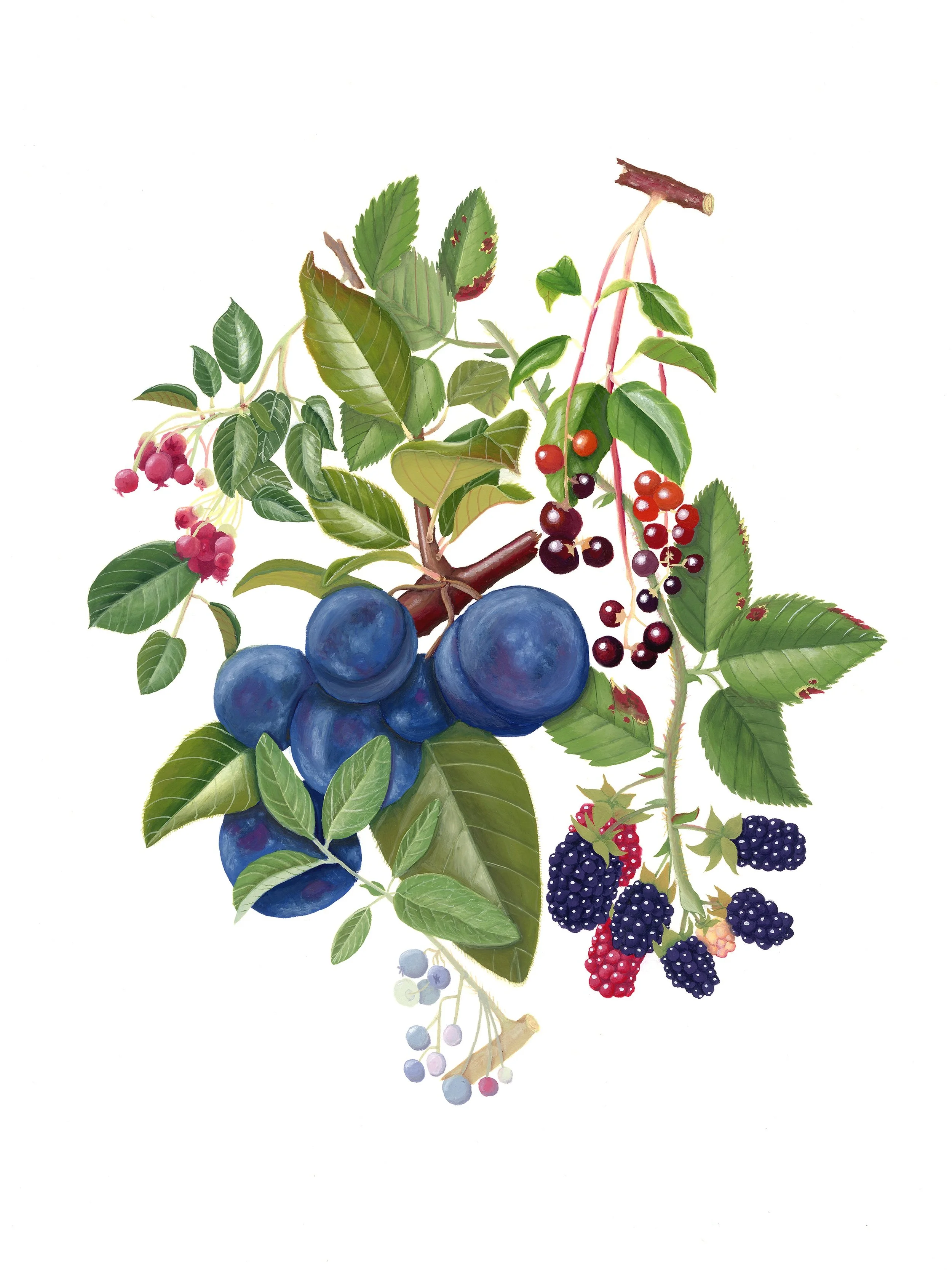 Hometown Harvest, gouache. A collection of rose family plants with edible fruit native to my hometown in Union County, New Jersey.