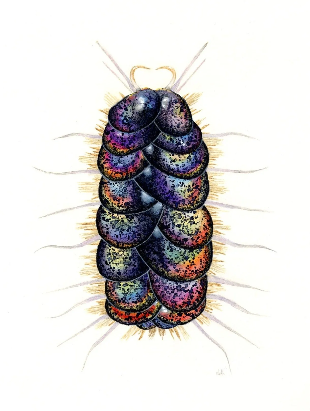 Scale Worm 1 (Peinaleopolynoe orphanae), watercolor, 2022.