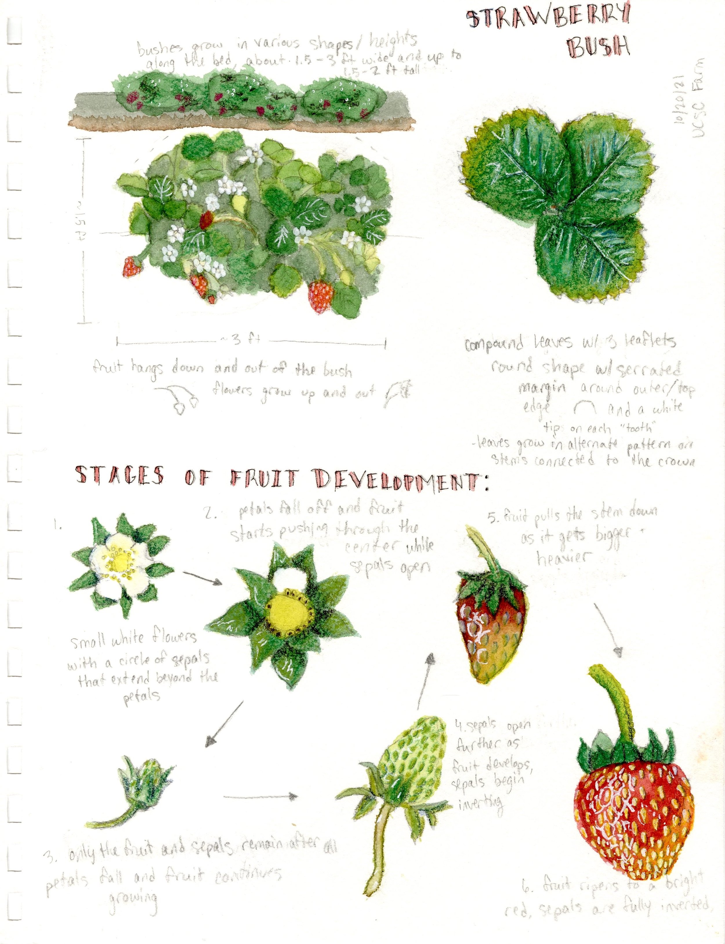 strawberry bush study1.jpg