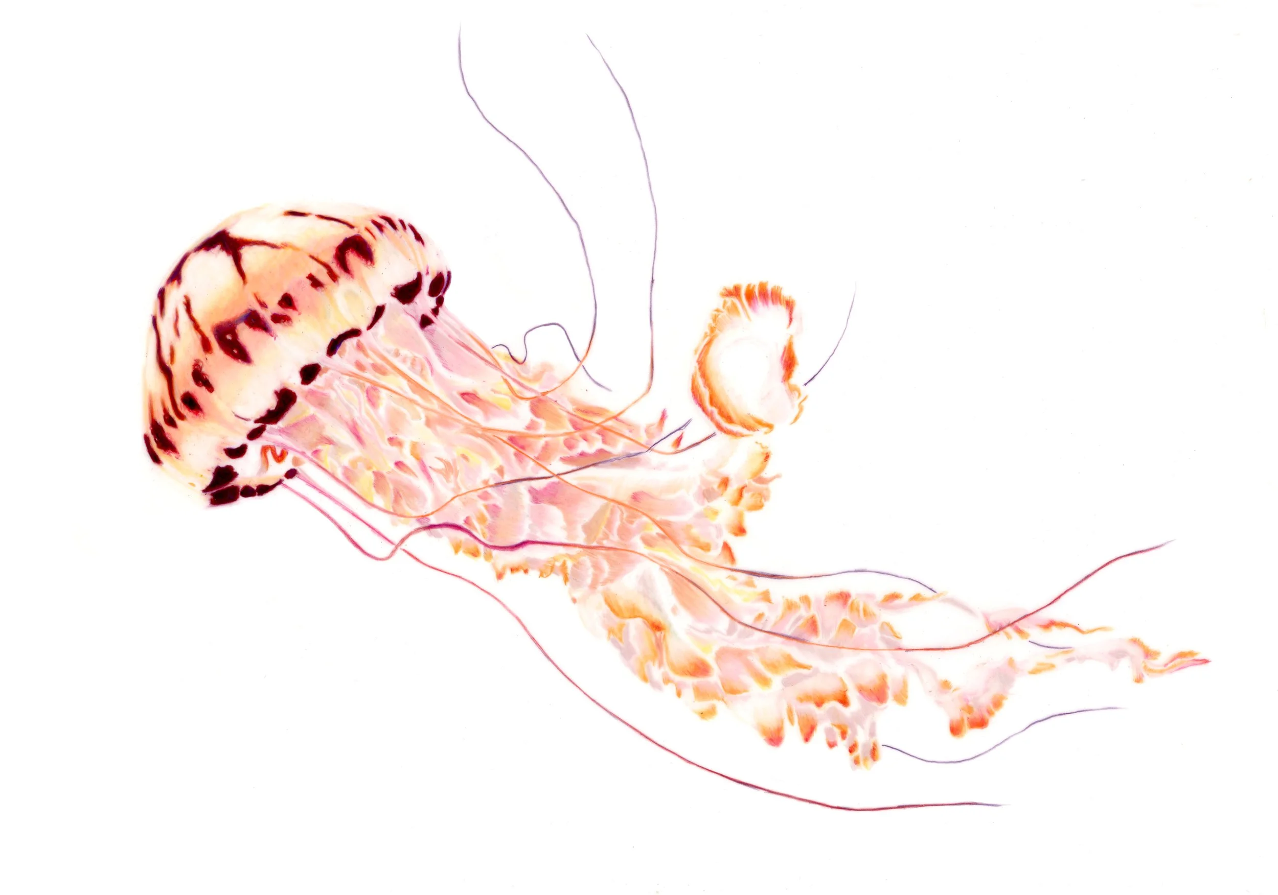 Purple-striped Jelly (Chrysaora colorata), colored pencil on polyester film, 2022.