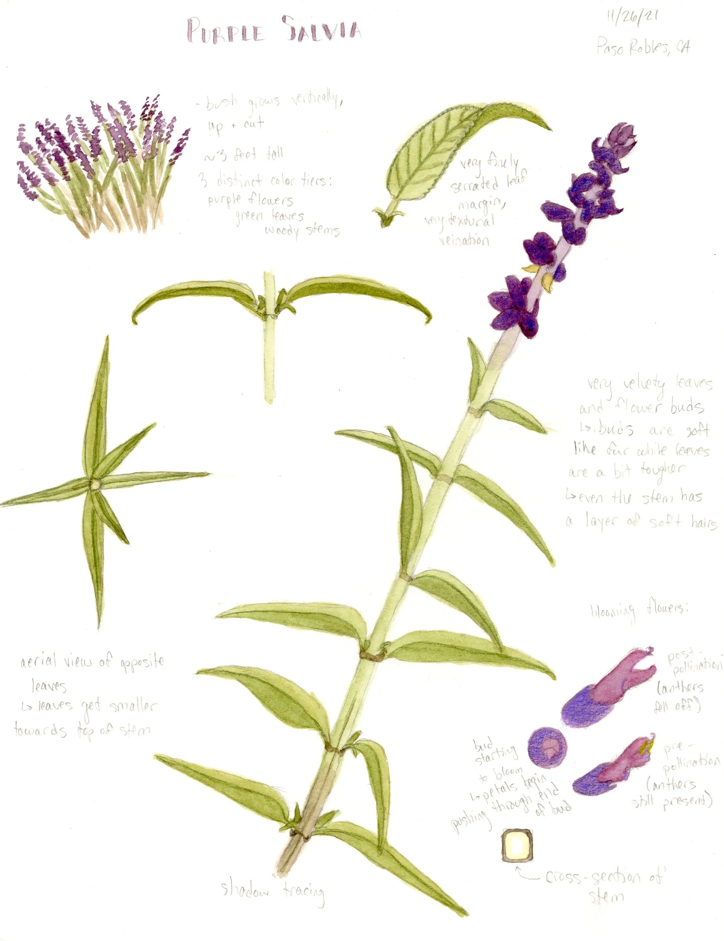 purple salvia field sketch.jpg