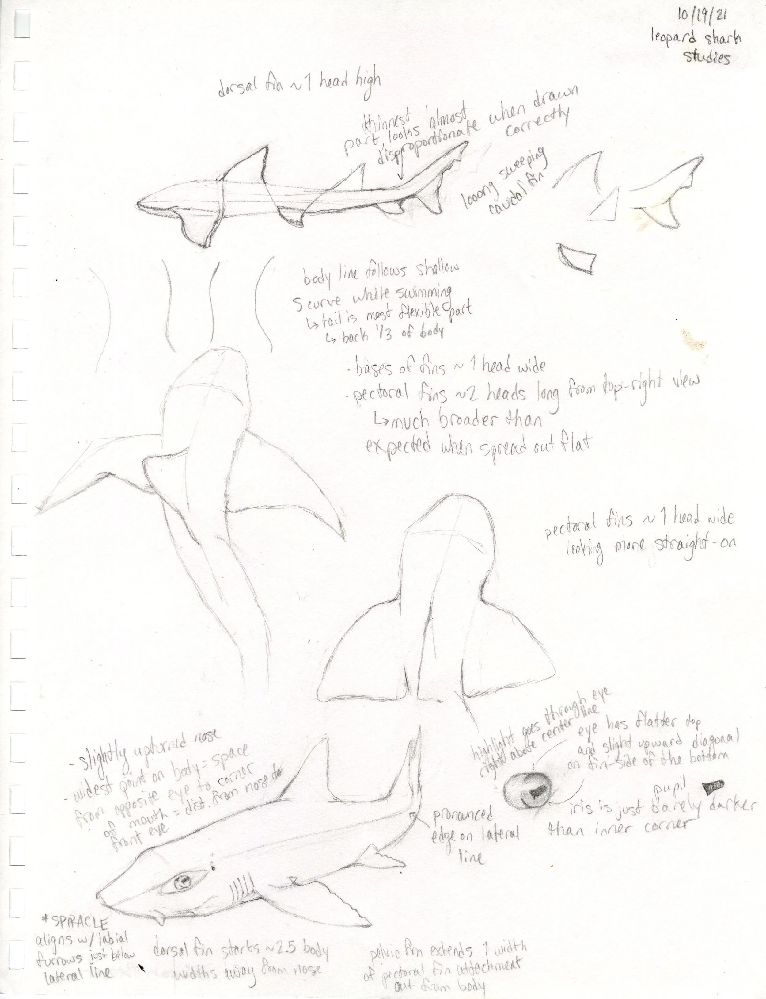 leopard shark studies.jpg