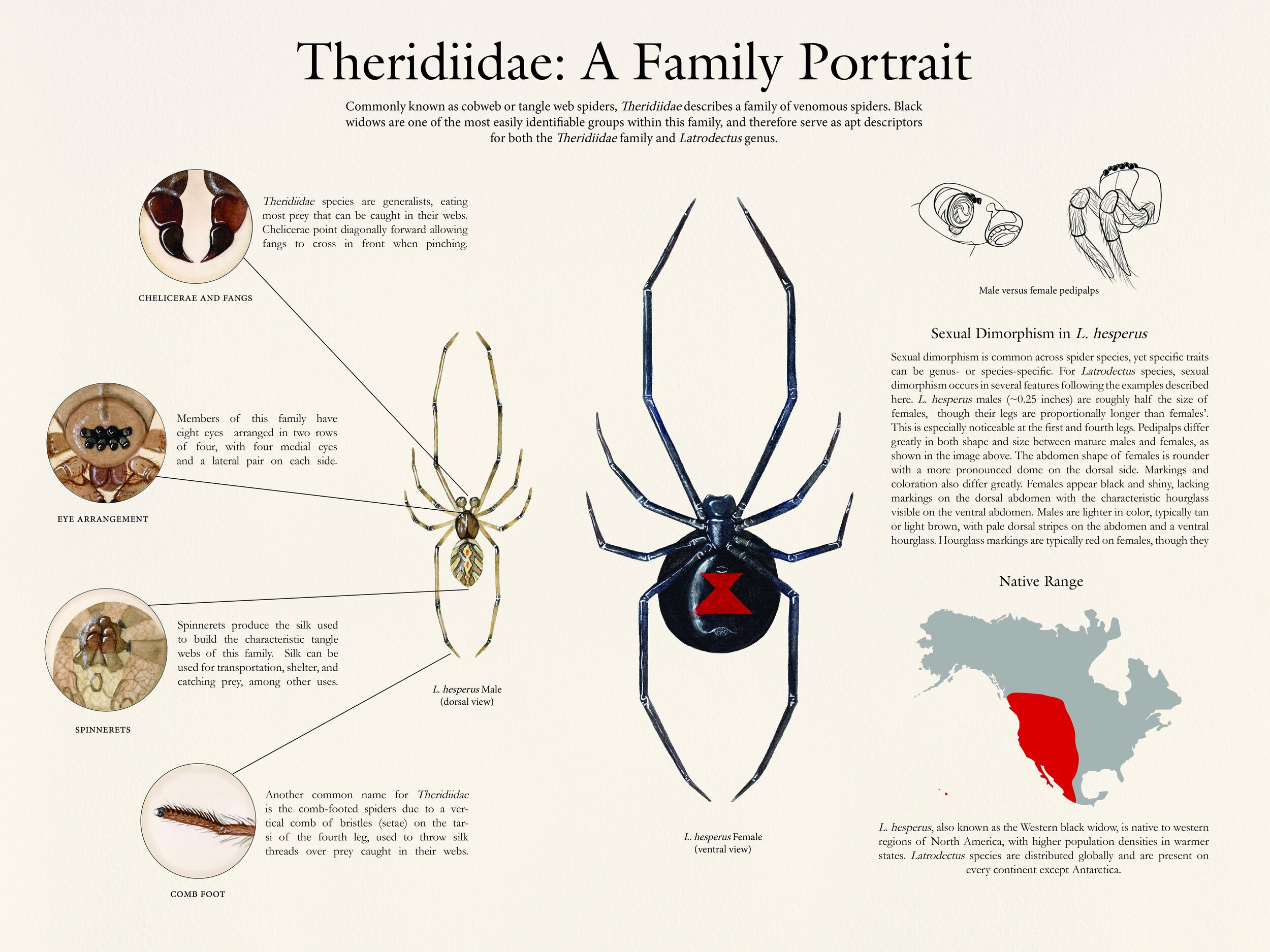 theridiidae layout.jpg