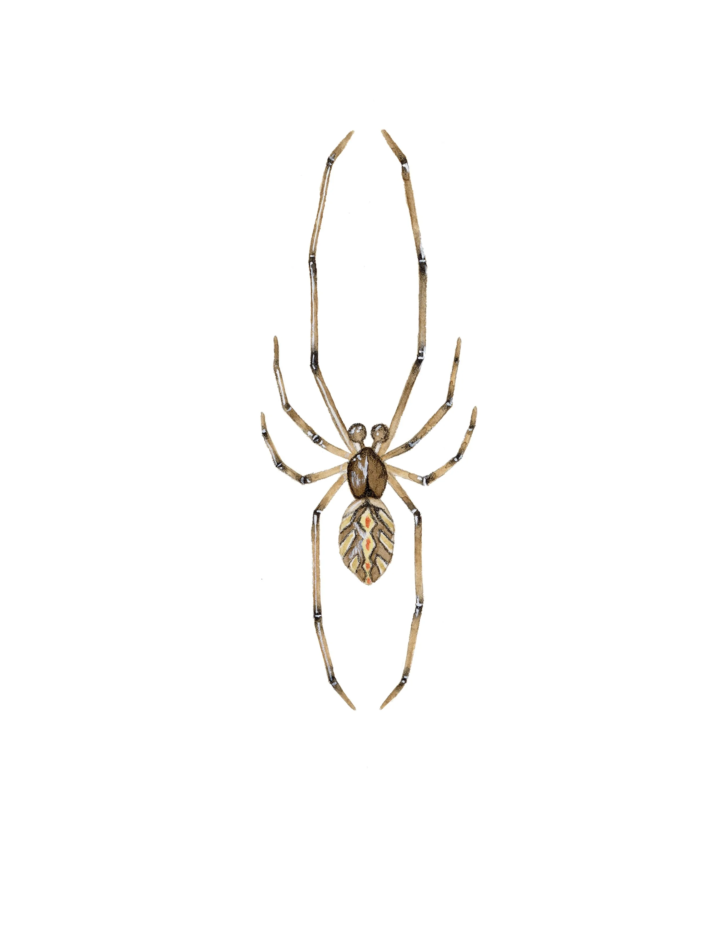 Mature Male Western Black Black Widow (Latrodectus hesperus), watercolor, 2022.
