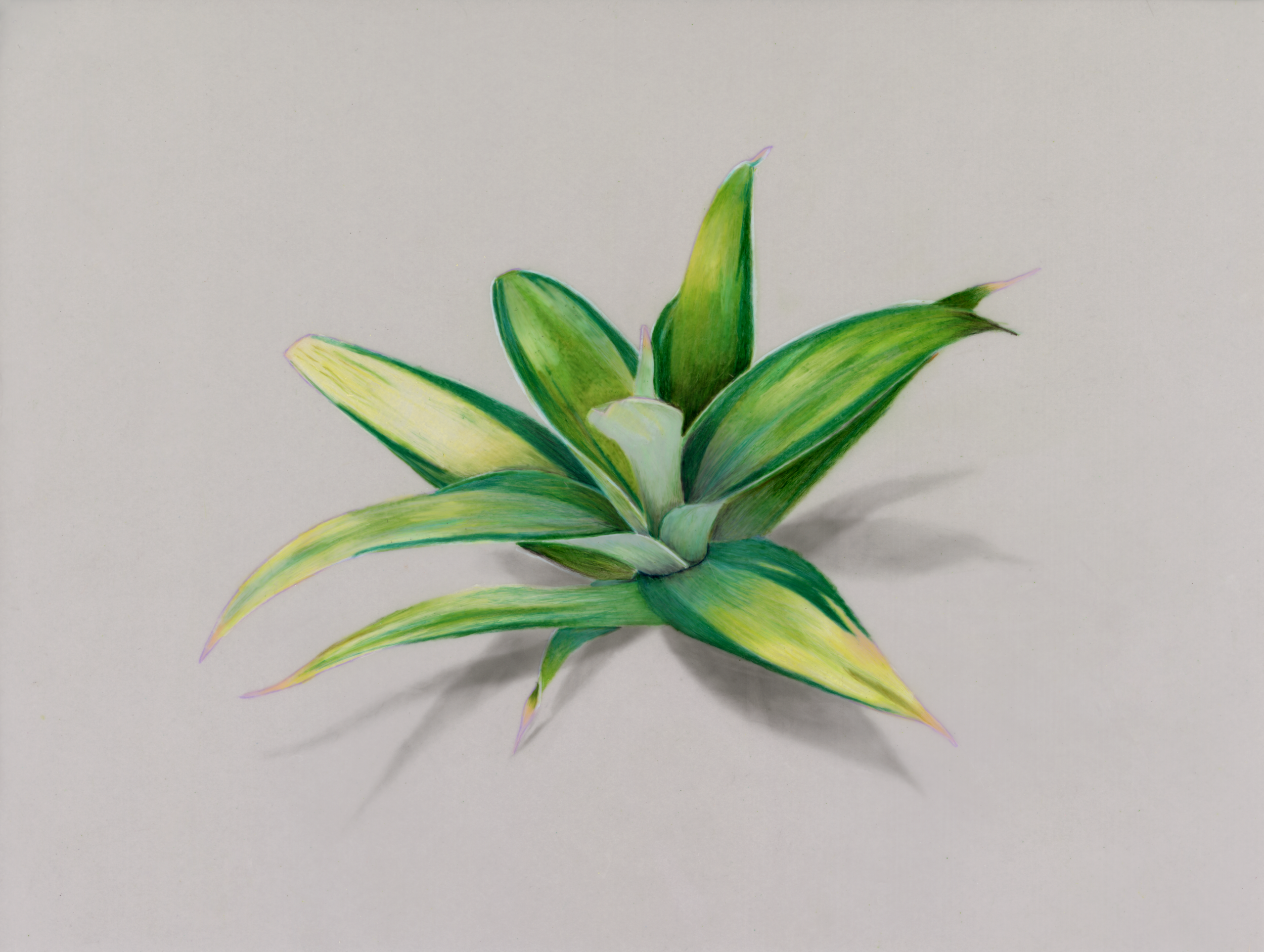 Variegated Smooth Agave (Agave desmettiana), colored pencil on polyester film, 2022.