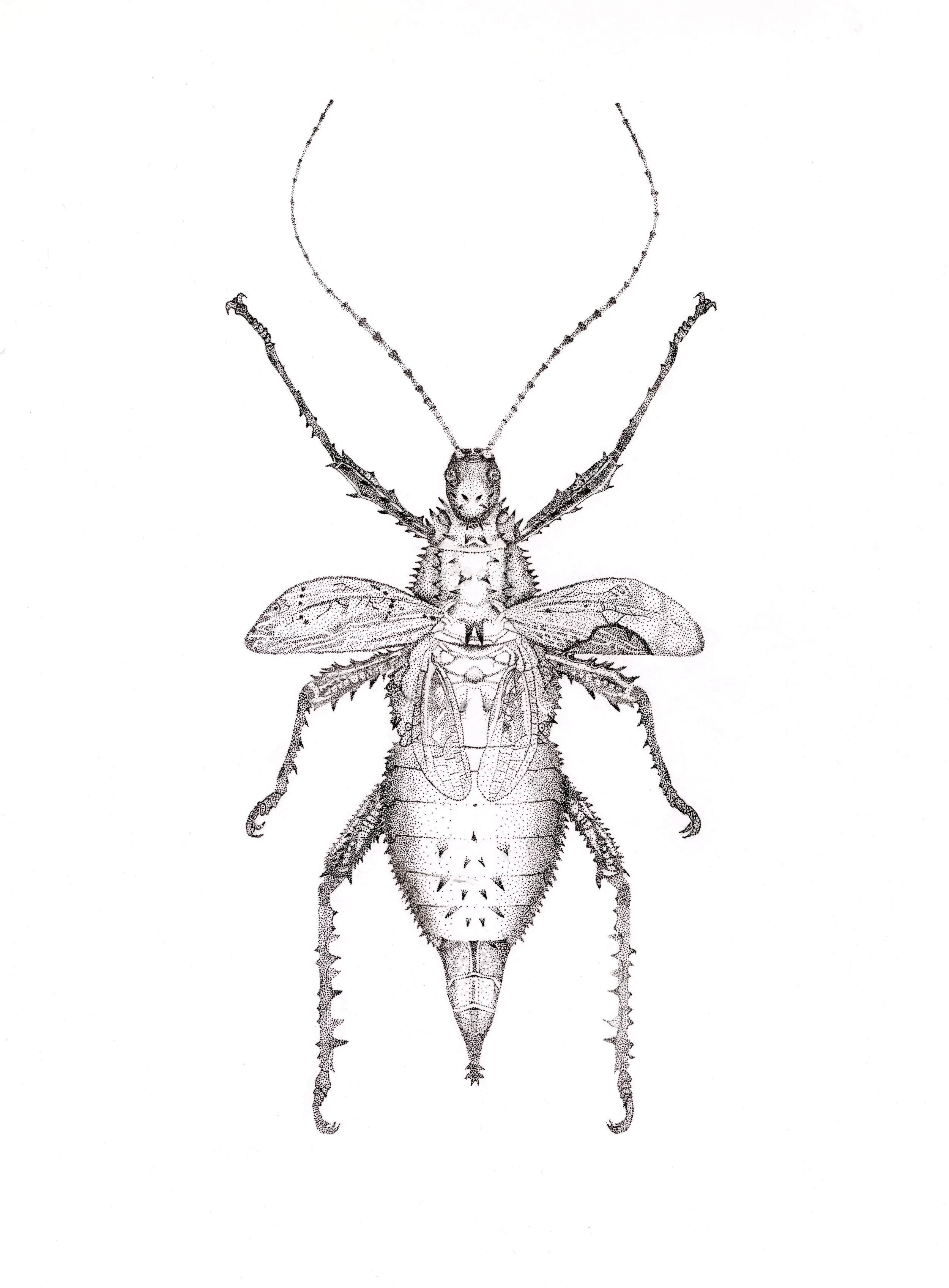 Malayan Jungle Nymph (Heteropteryx dilatata), pen and ink, 2021.