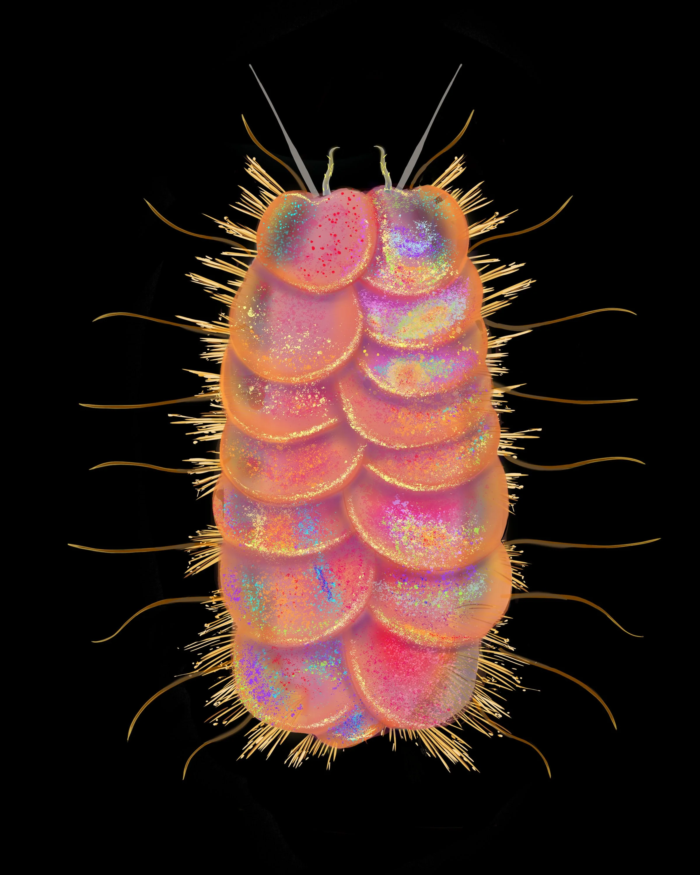 P. santacatalina, watercolor and digital painting.