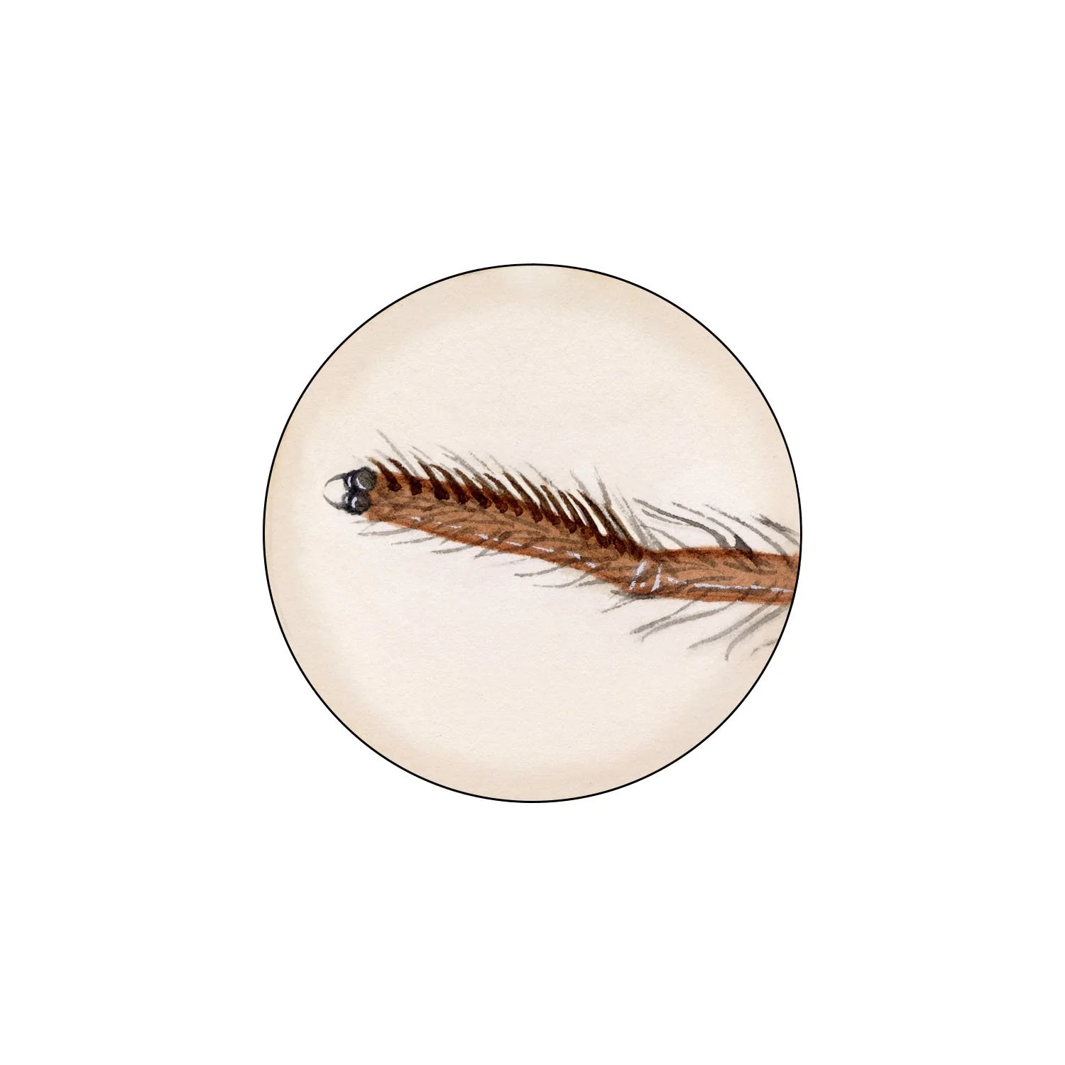 Comb foot close-up, watercolor.
