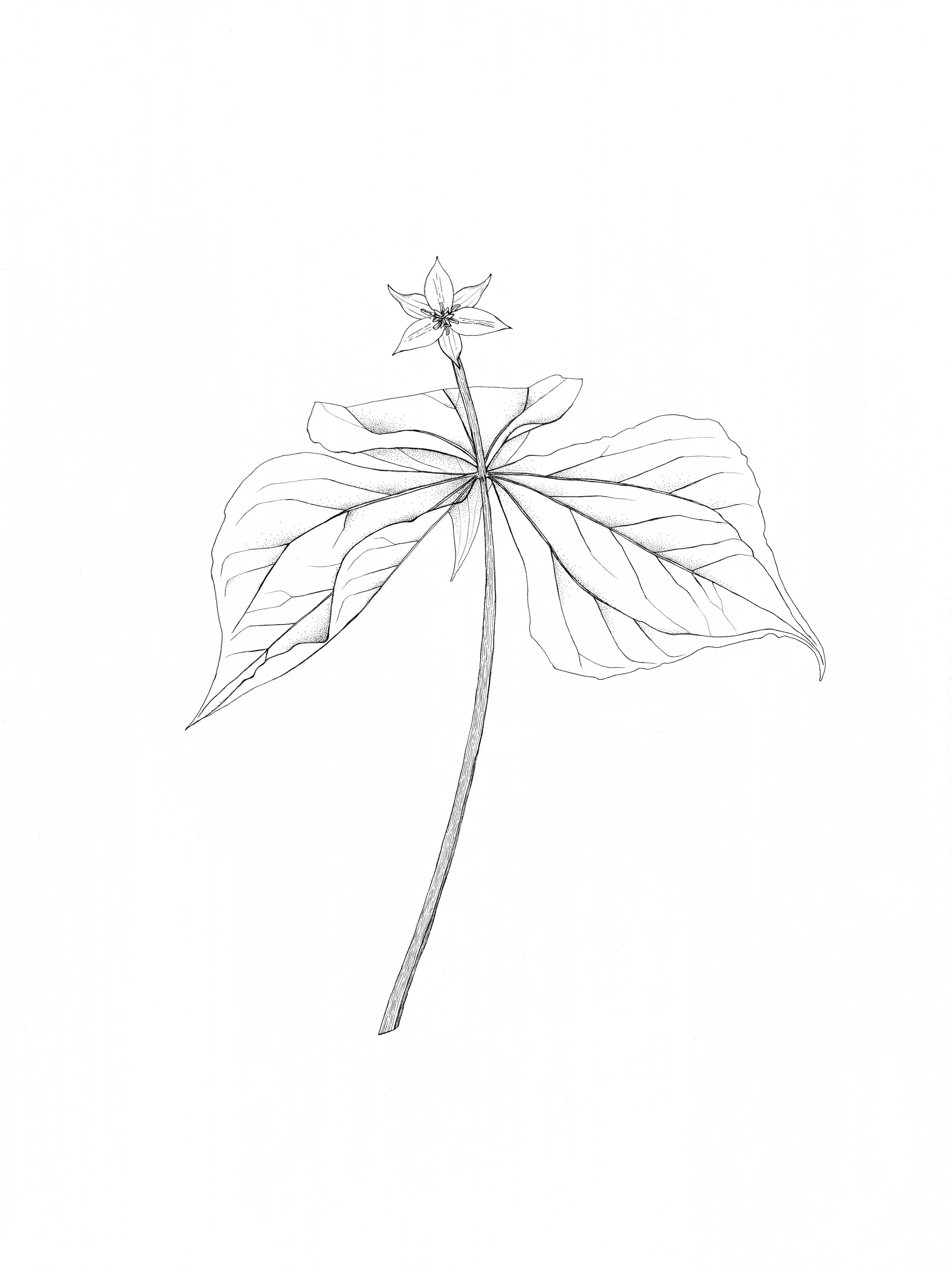 Red Trillium (Trillium erectum) Specimen Reconstruction, pen and ink, 2022.