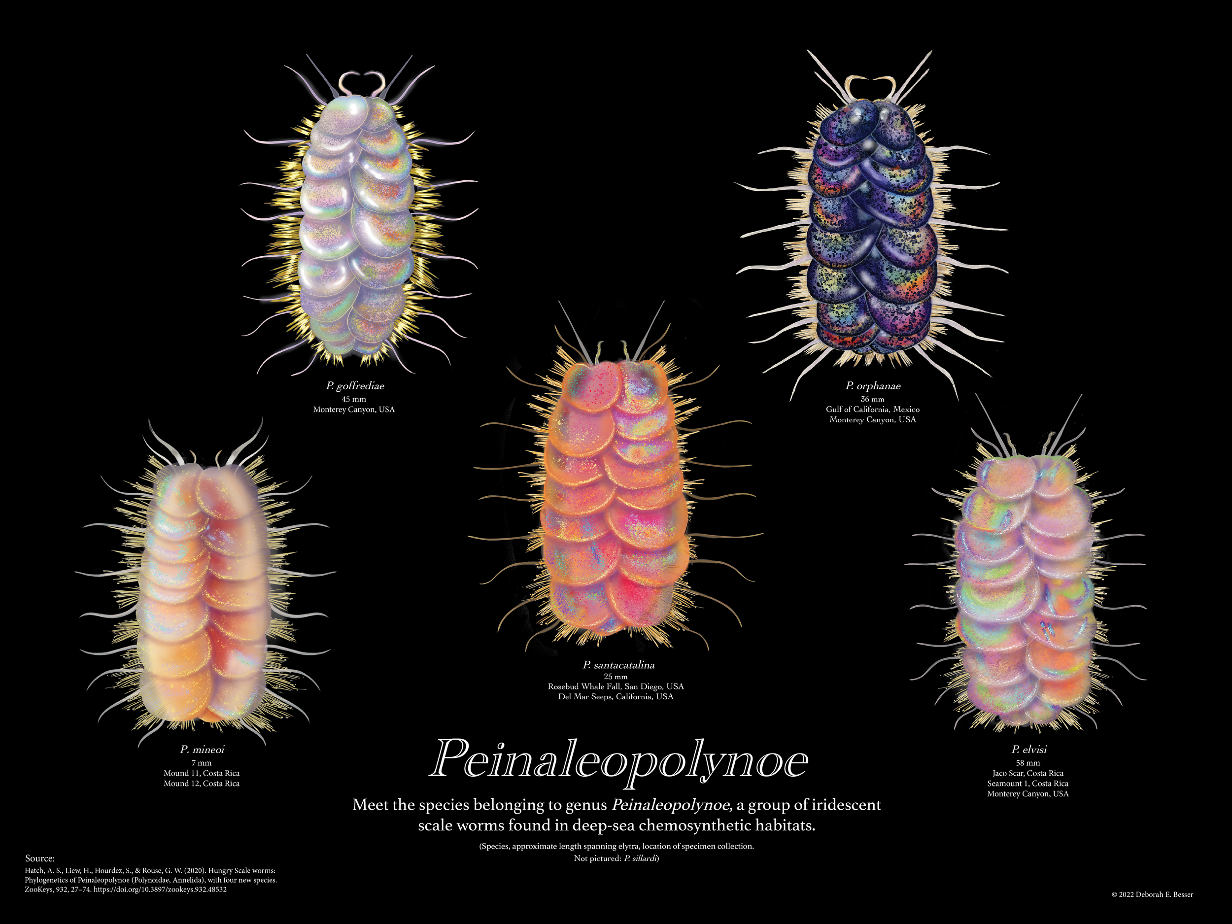 scale worms final version!.png