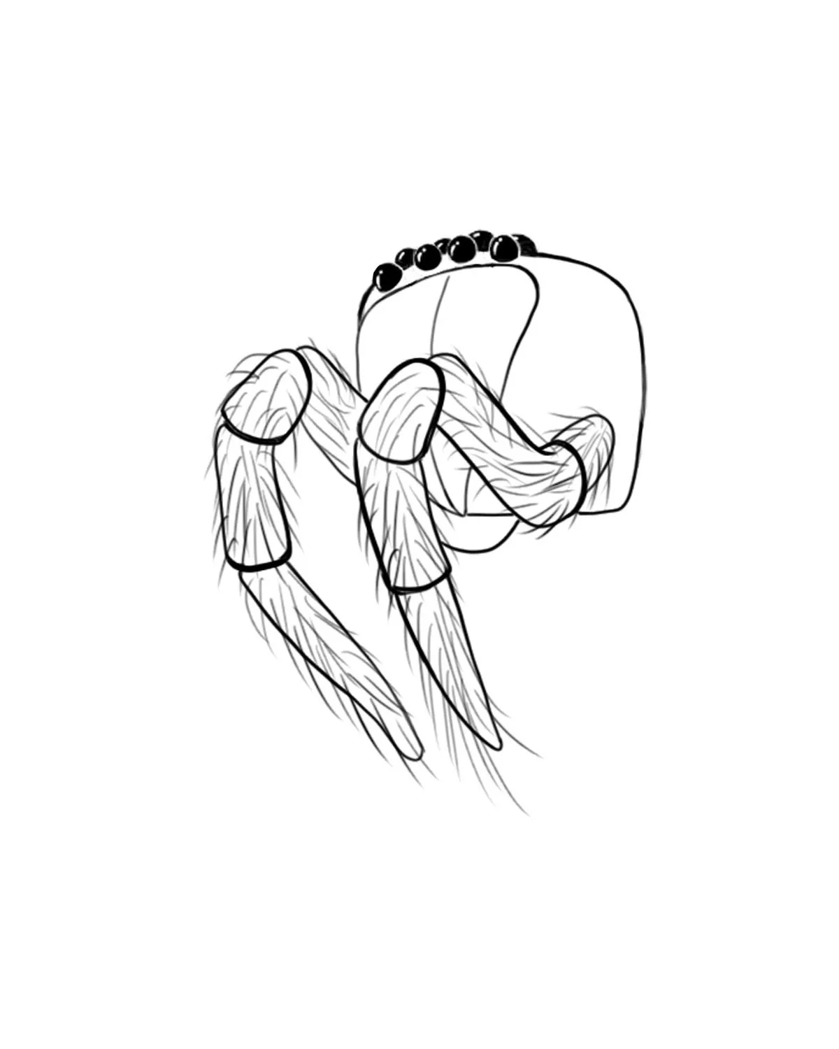 Female pedipalps, digital ink.