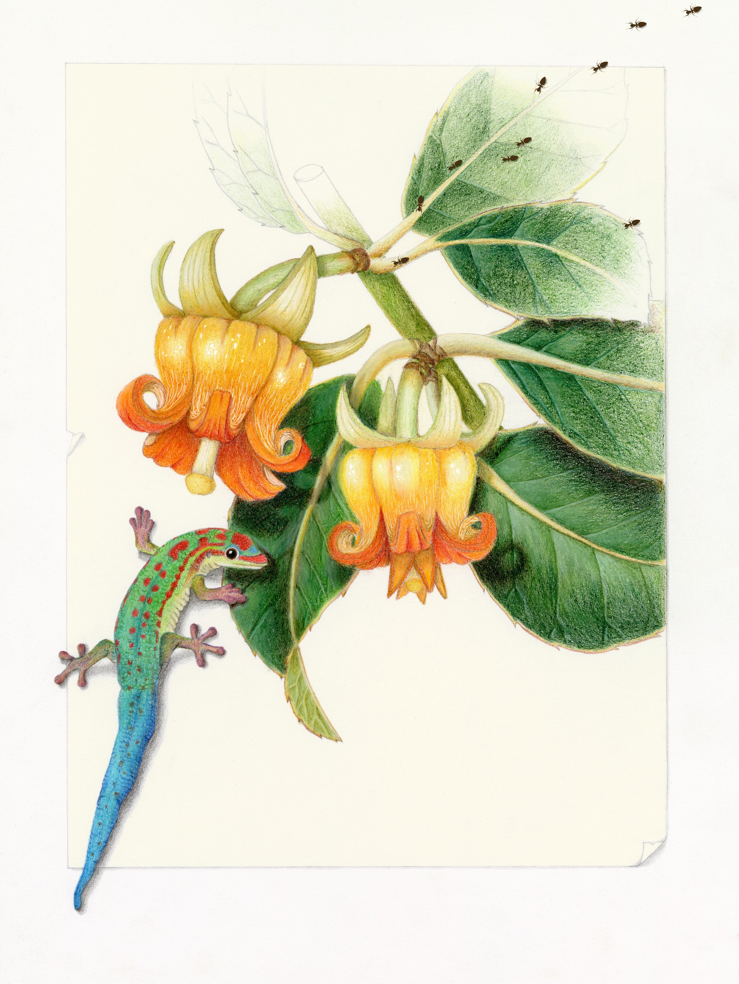 Nectar Rivalry, colored pencil on watercolor paper. This conceptual illustration demonstrates how an invasive ant species is threatening fragile forest ecosystems on Mauritius by stealing nectar from Roussea simplex plants, which are primarily pollin
