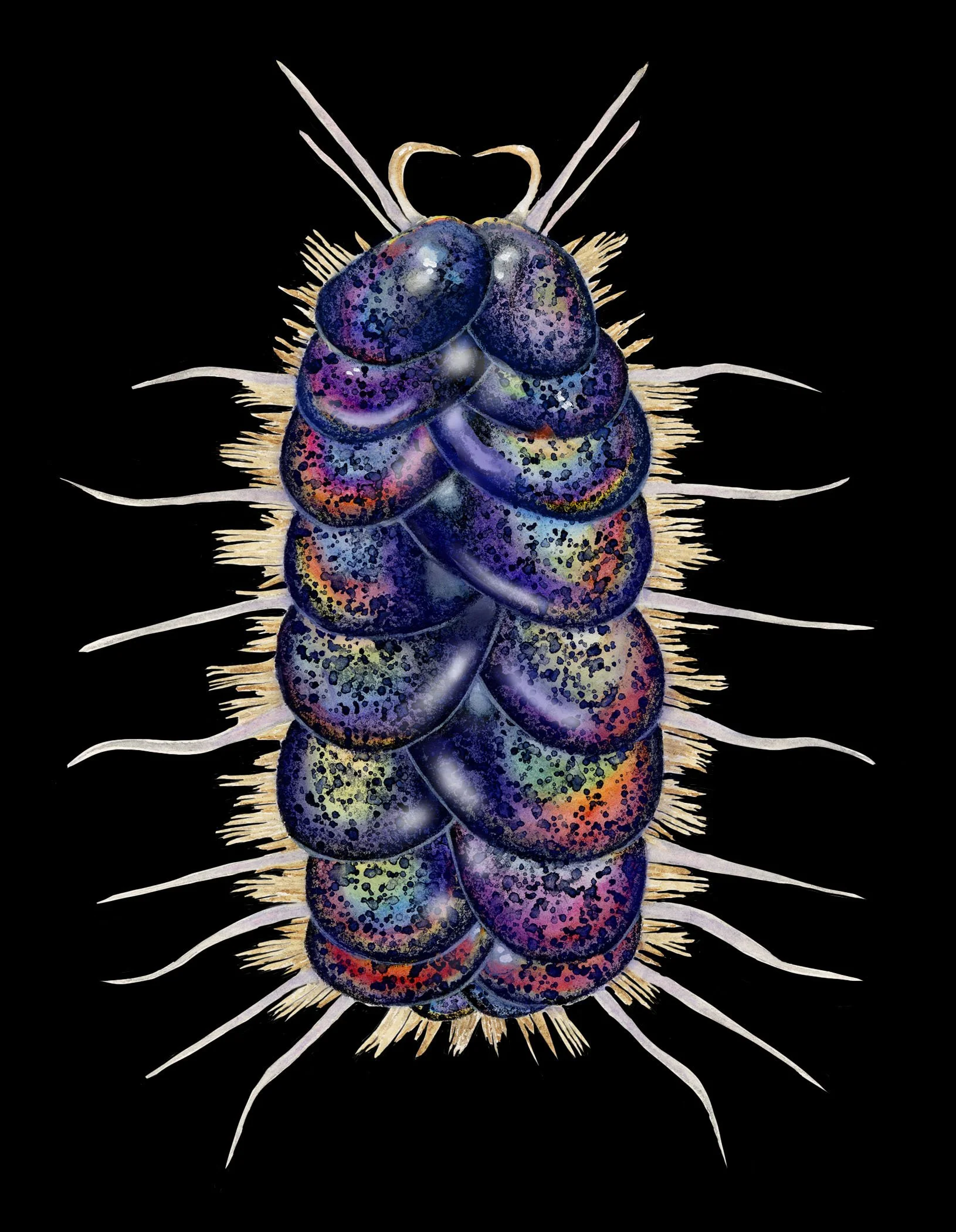 P. orphanae, watercolor and digital painting.