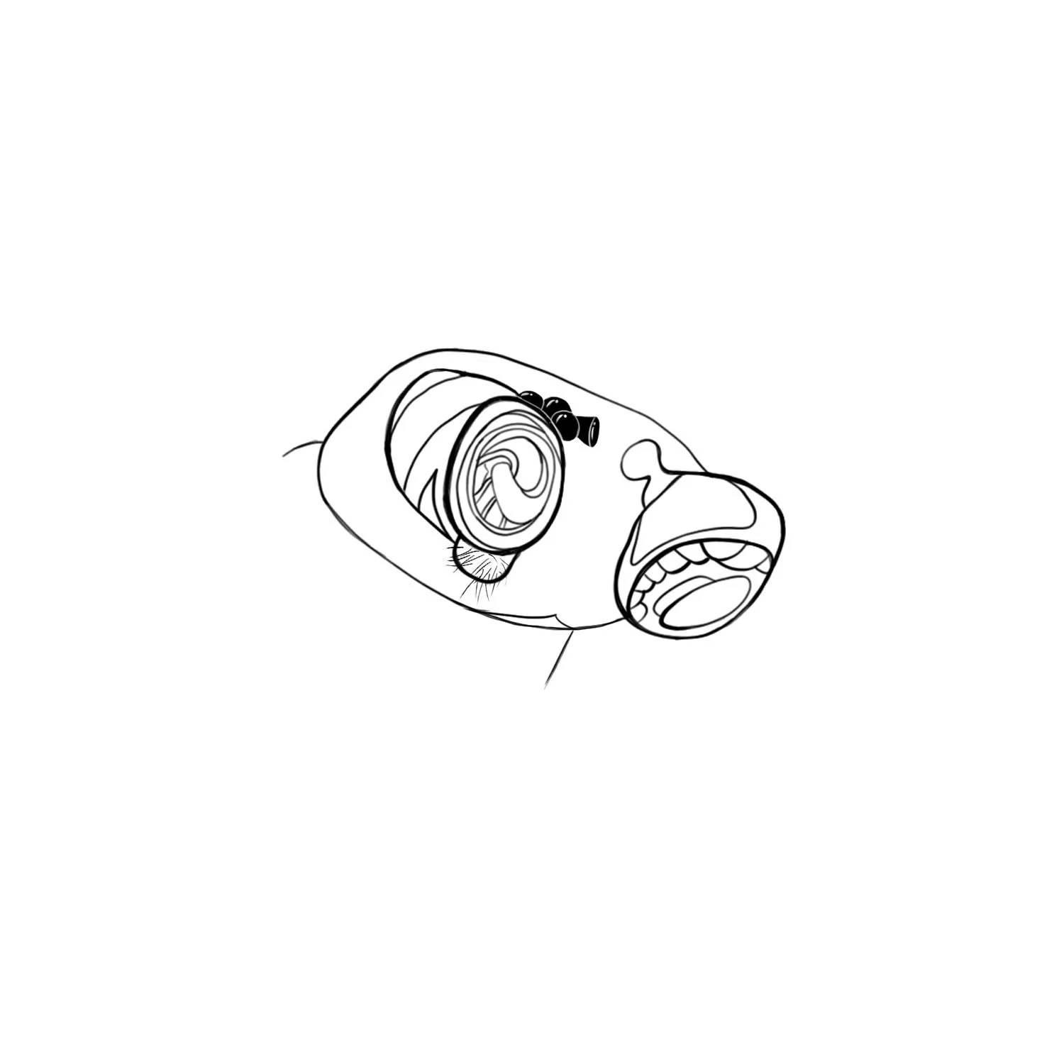 Mature male pedipalps, digital ink.