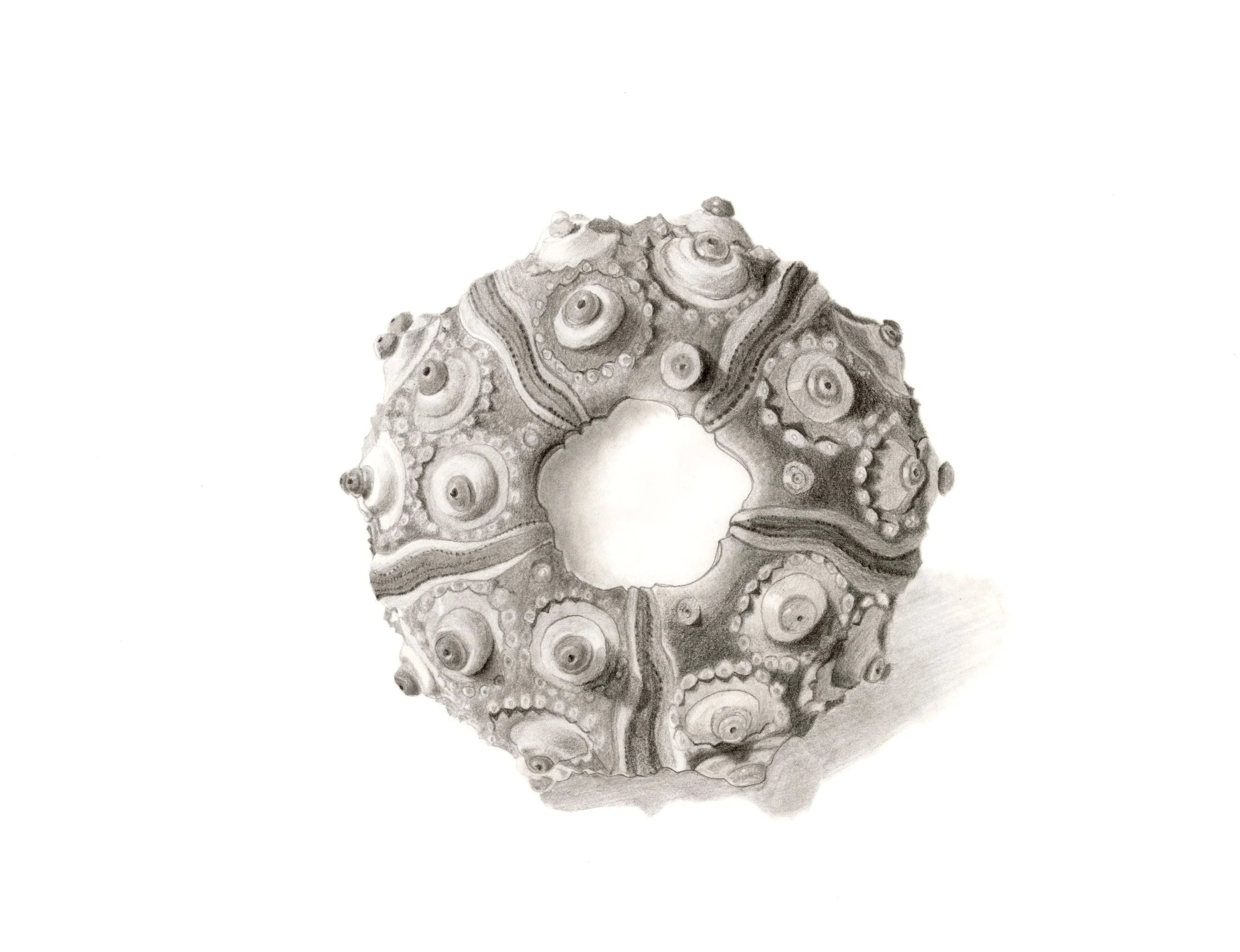 Pencil Urchin (Phyllacanthus imperialis) Test, graphite, 2021.