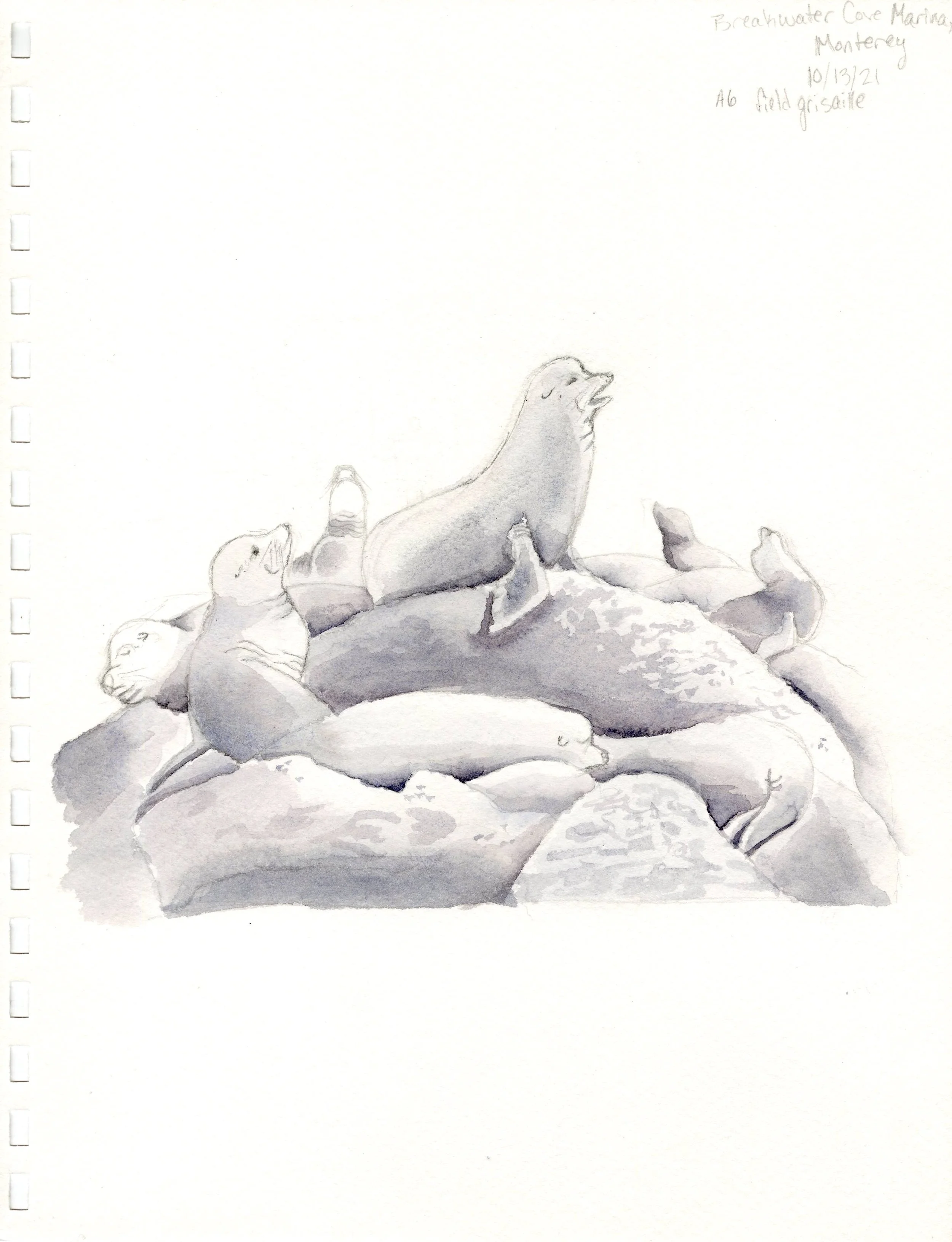 sea lions grisaille.jpg
