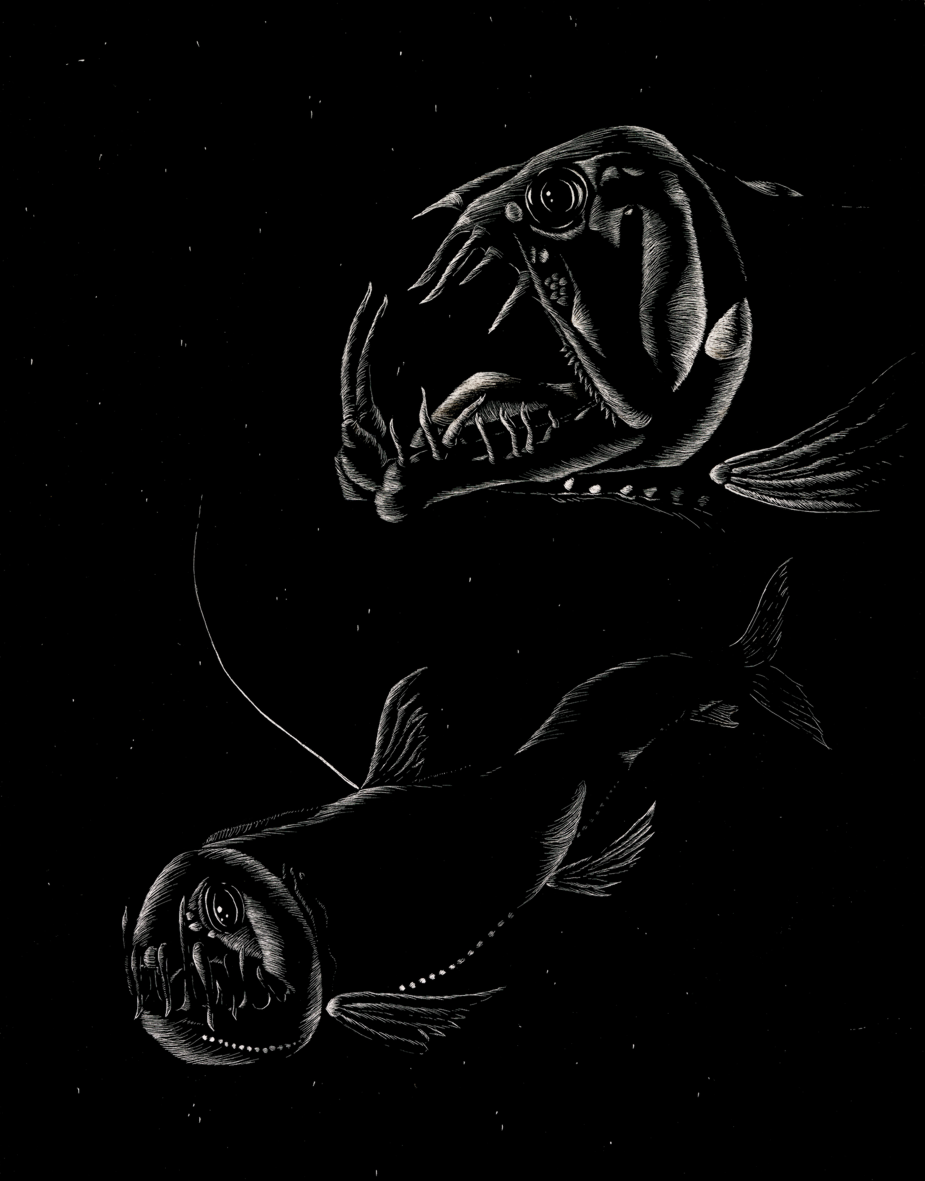 Sloane's Viperfish (Chauliodus sloani), scratchboard, 2021.