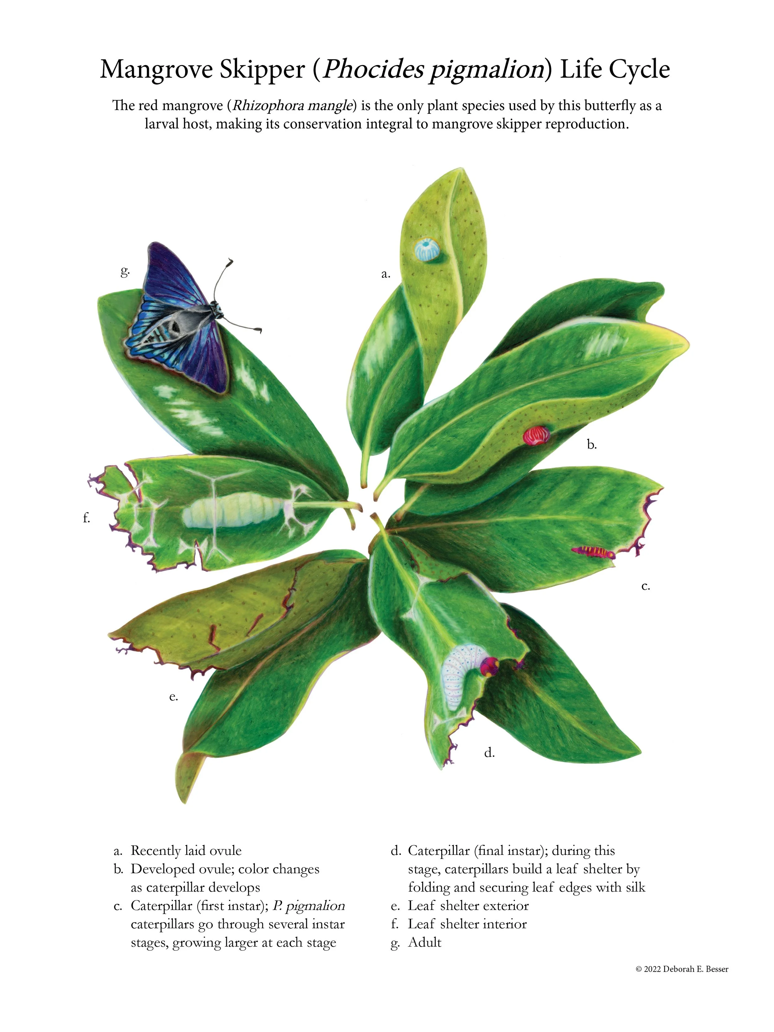 Mangrove Skipper Life Cycle, colored pencil on polyester film.