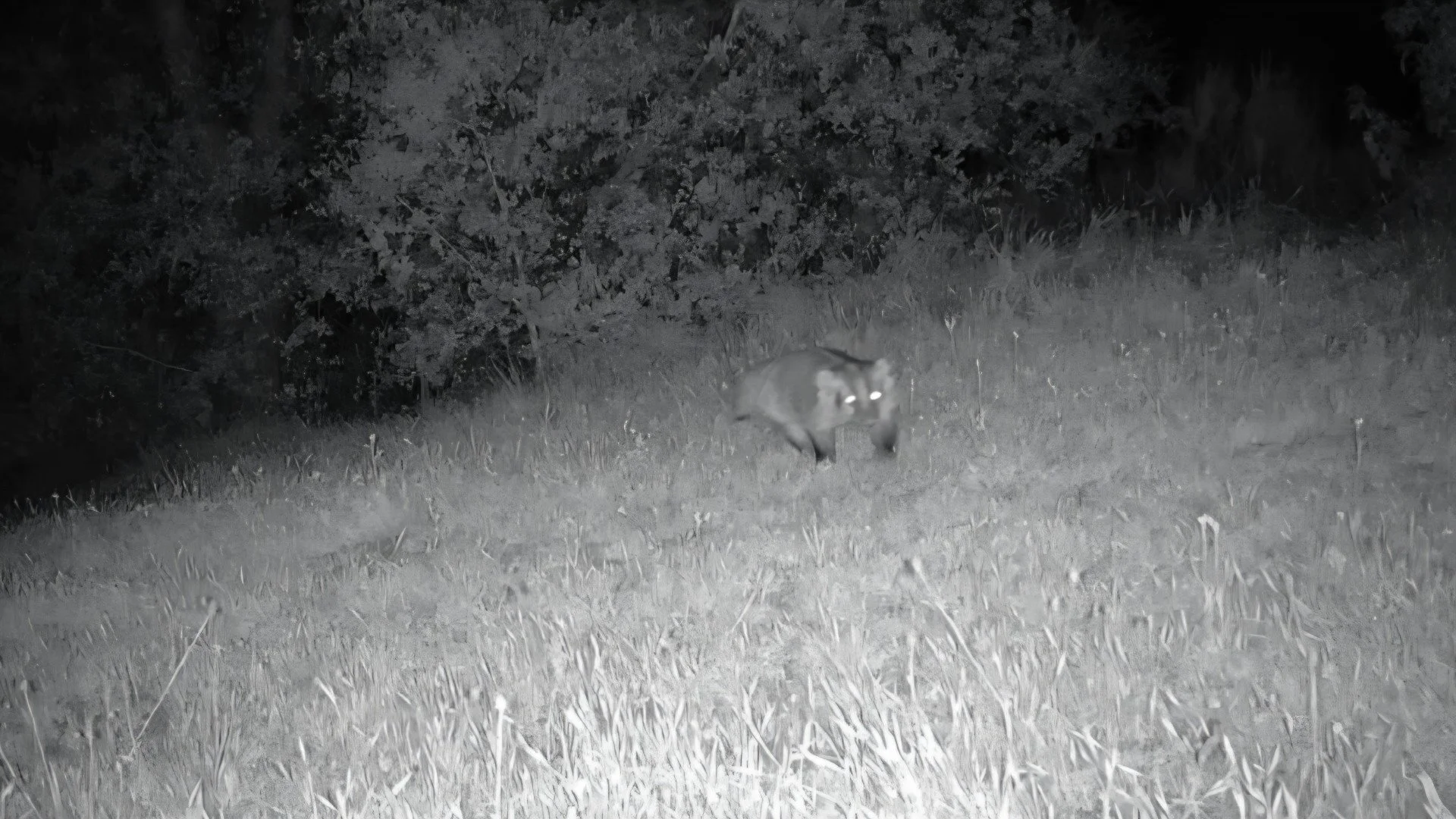 Badger at the San Marcos Foothills Preserve