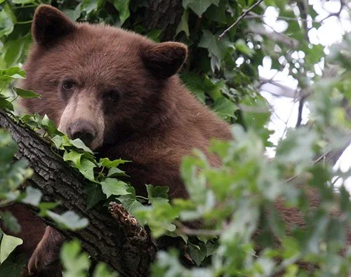 Mammals — Guide To The San Marcos Foothills