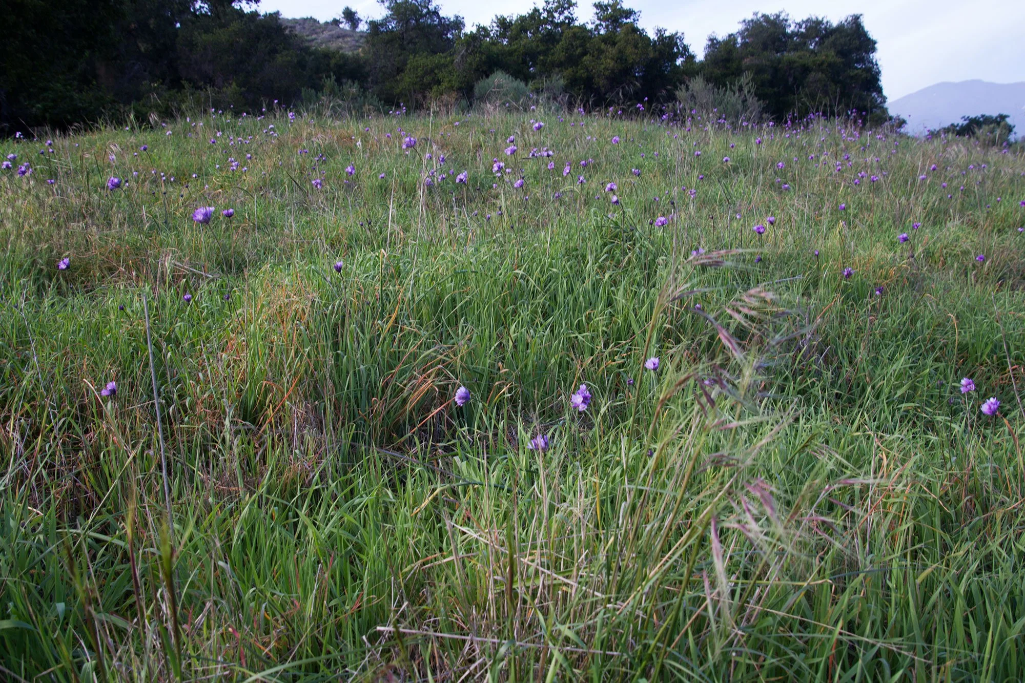 blue dicks — Guide To The San Marcos Foothills