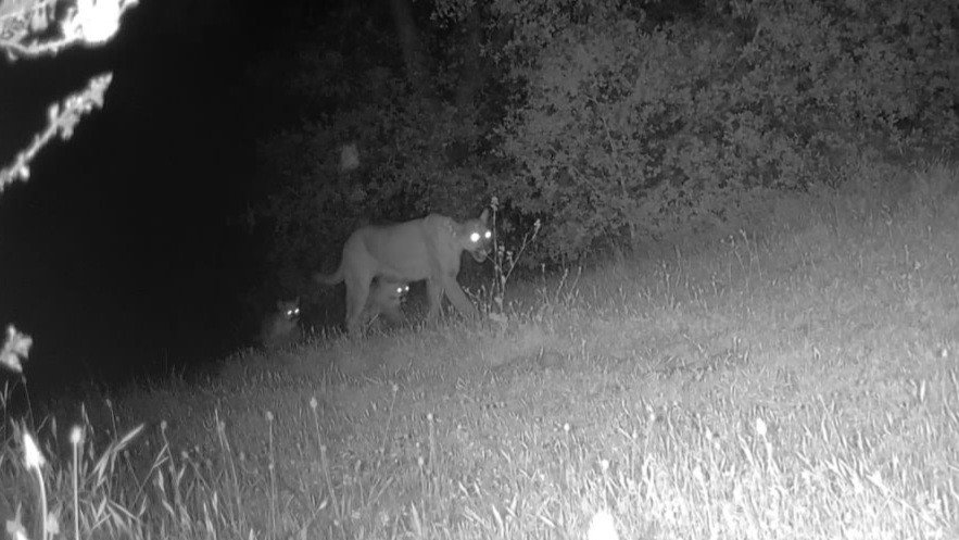 Mountain Lion at the San Marcos Foothills Preserve
