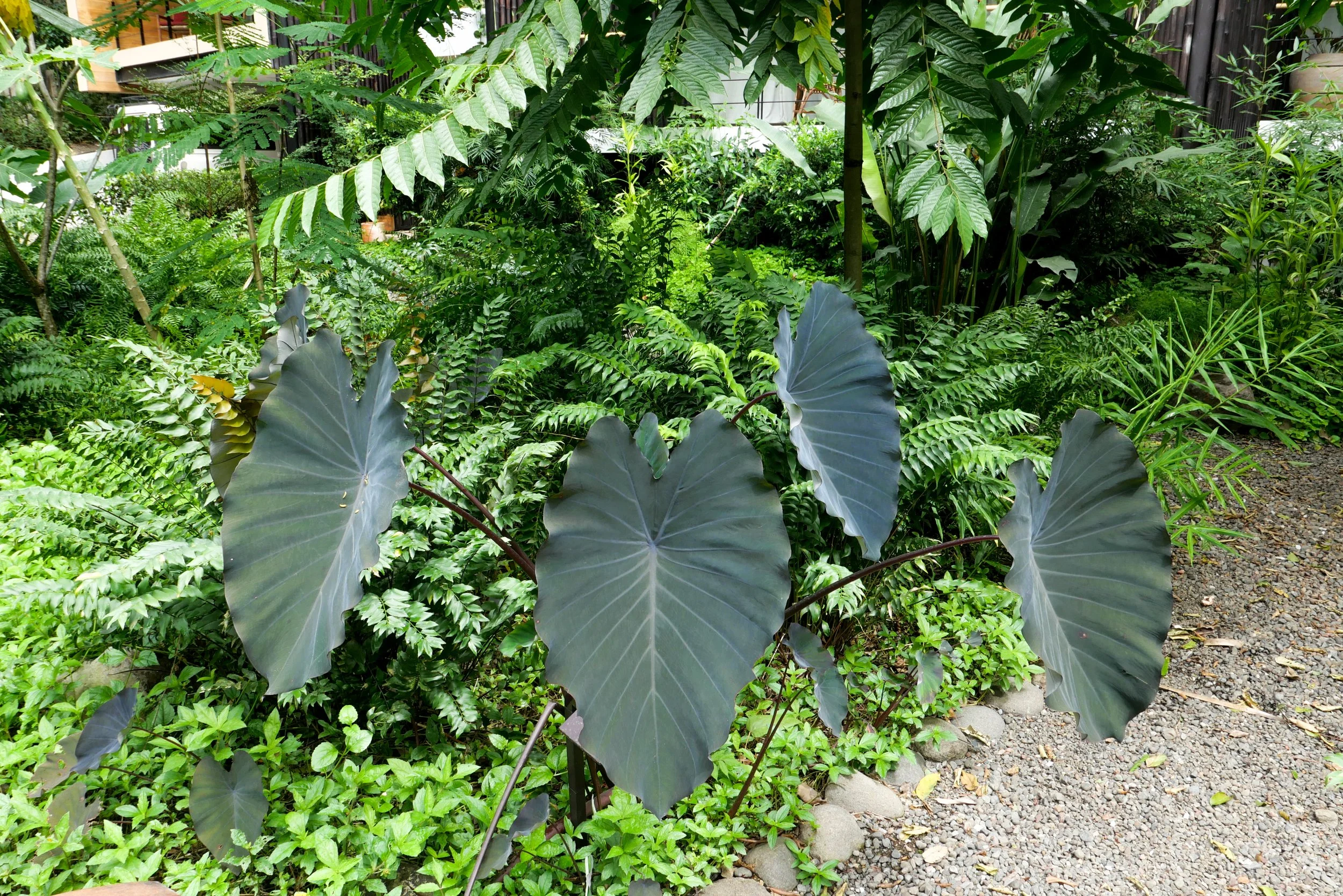 L1000972.jpg