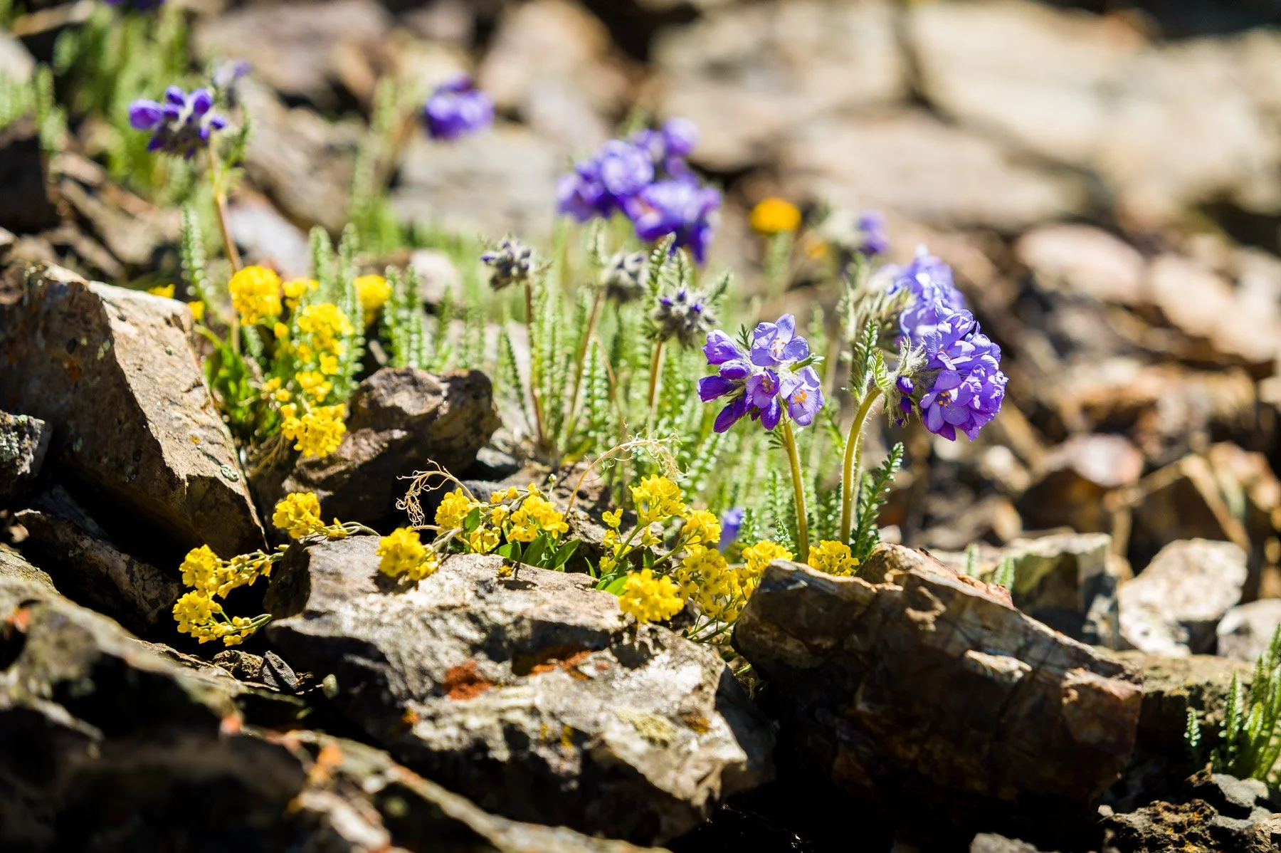 Celebrating Colorado Day in Gunnison County