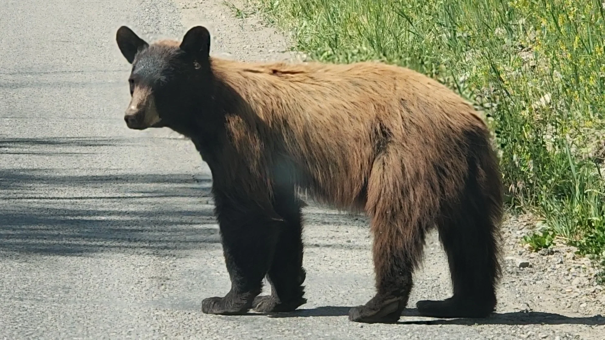 Dan Dennison, Kebler Pass
