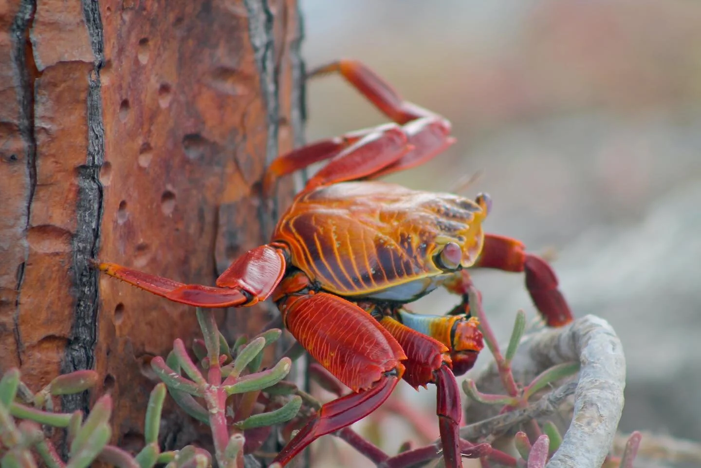 Sally light foot.  What a great name for a crab species.