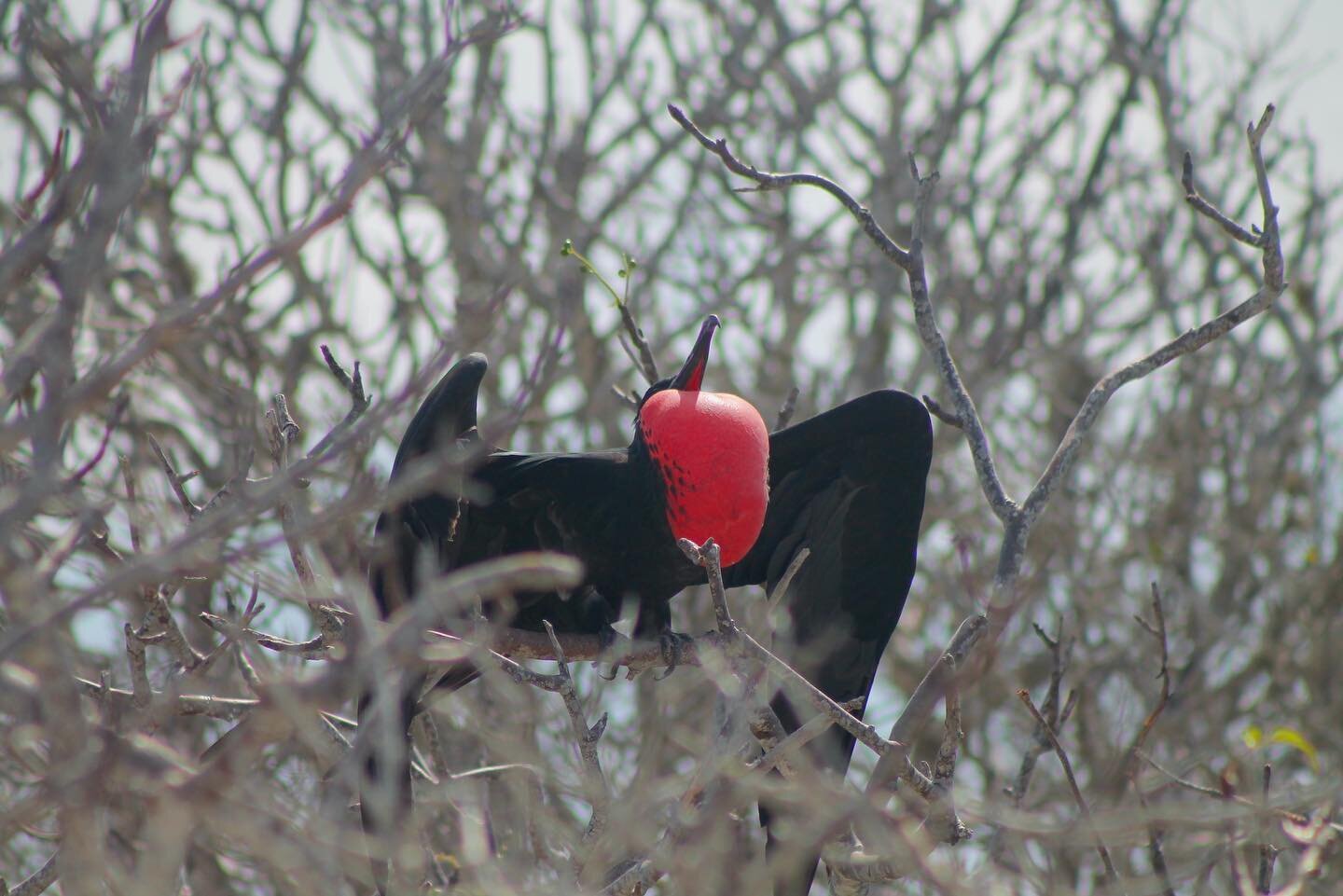 The frigate bird in the Galapagos  My favourite