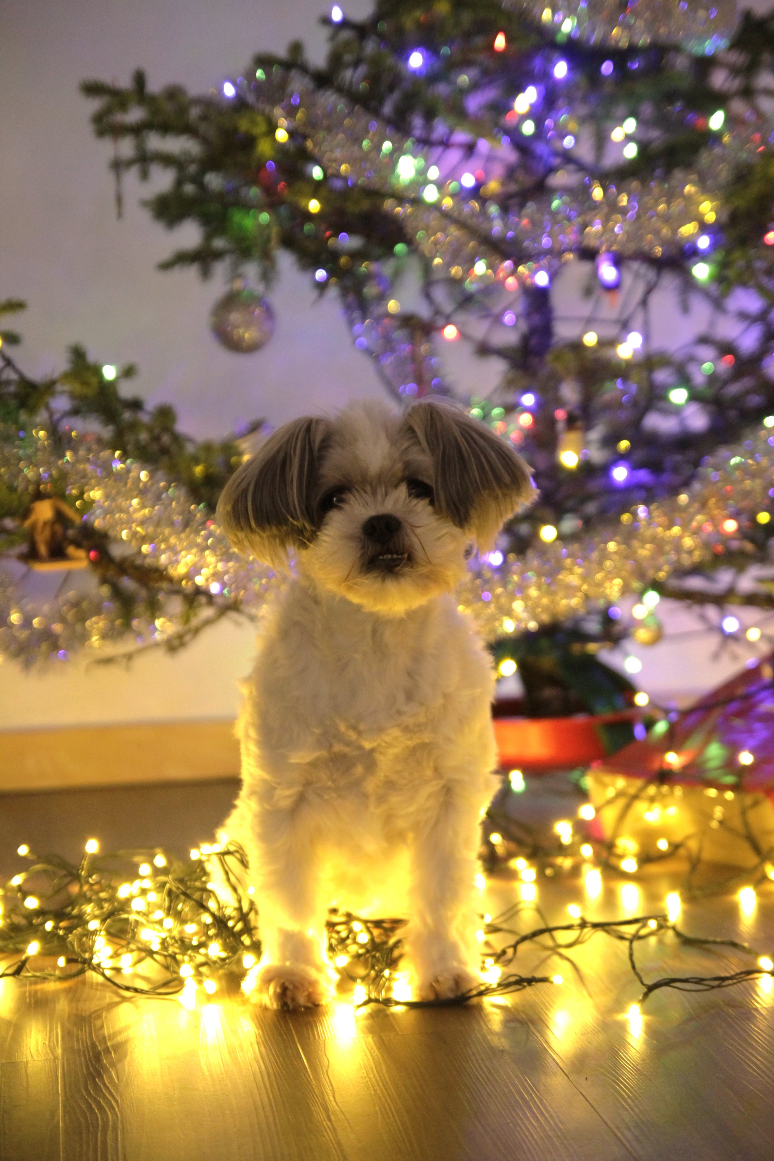 Felicity, Christmas 2023