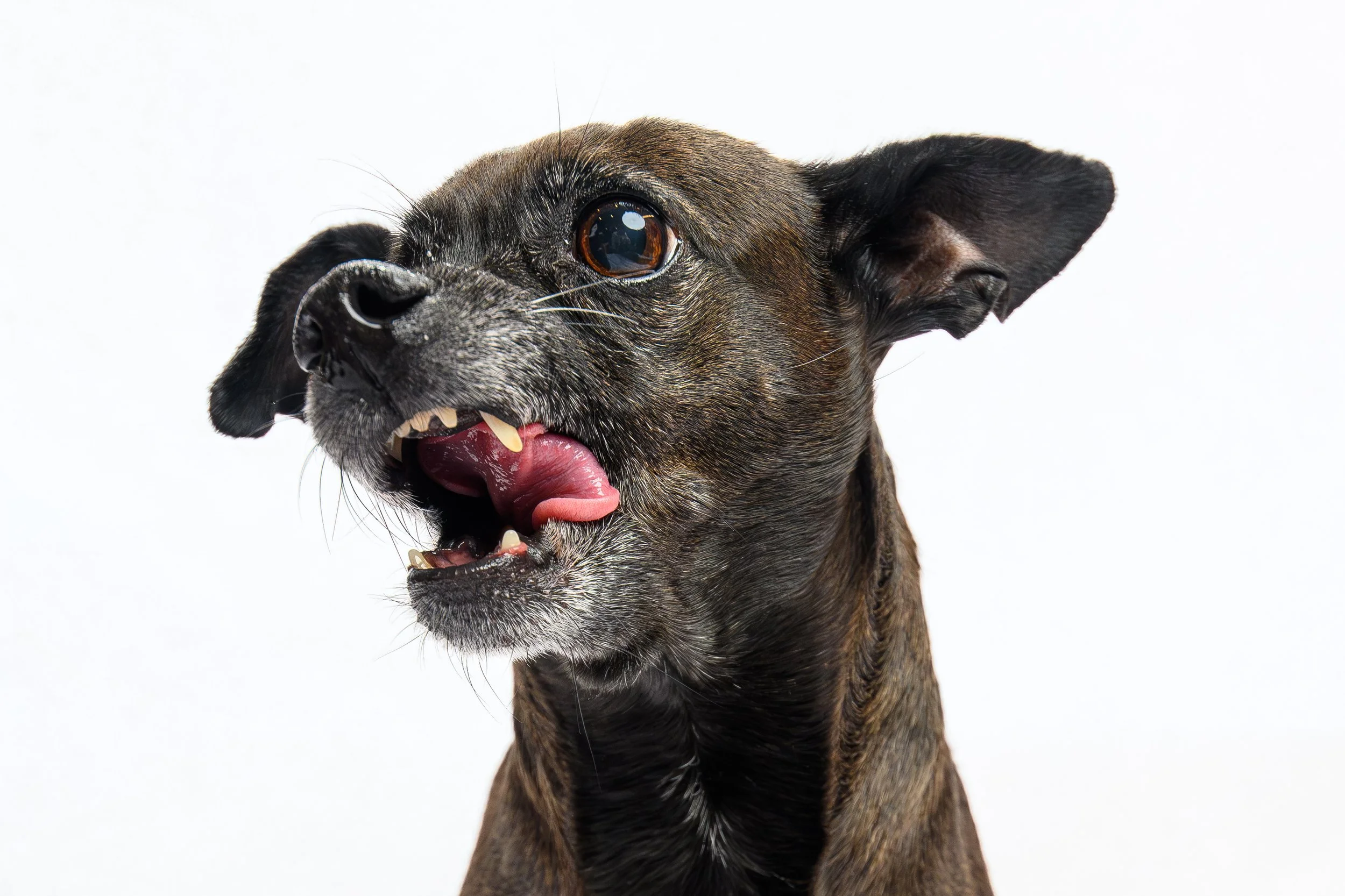 Brindle Chihuahua mid-expression during a Denver studio pet portrait session by Zion Designs Photography