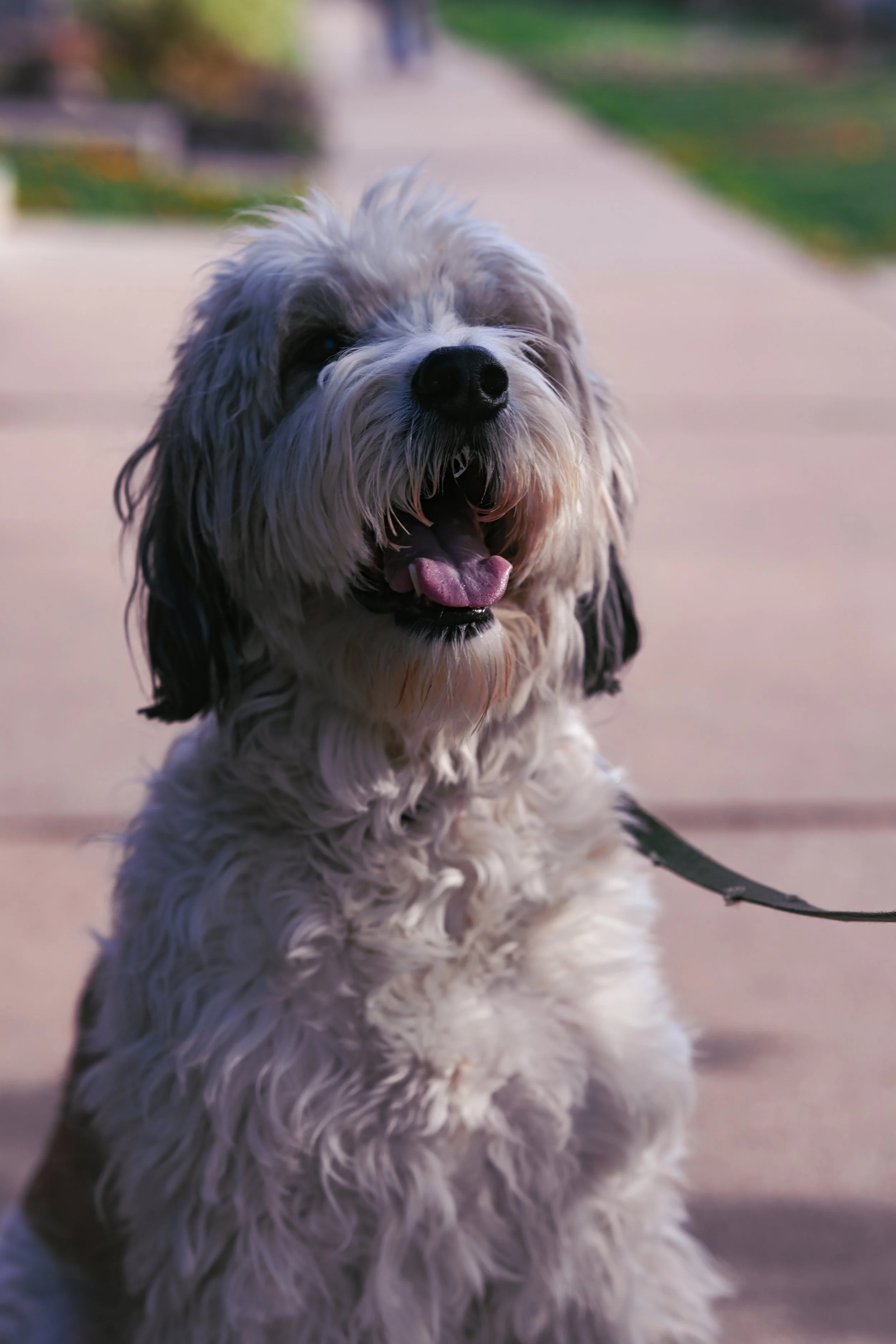 A happy, fluffy, black and white dog sitting outdoors on a sidewalk, with green grass and trees in the background.
