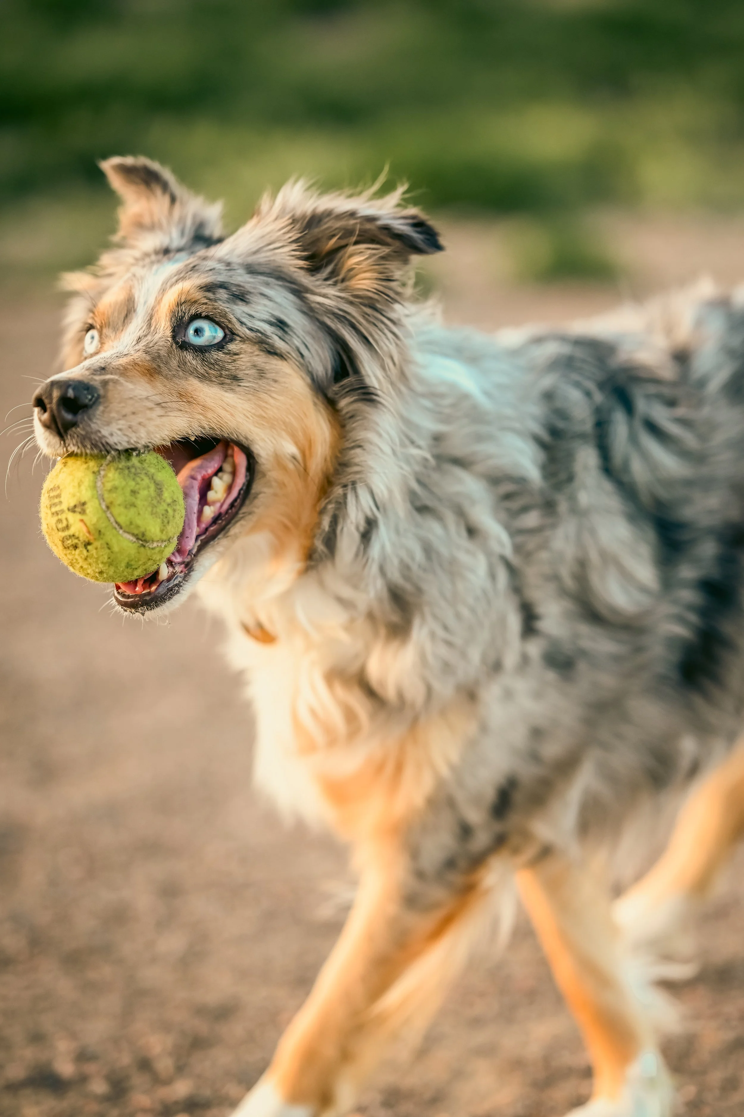 Stella, an Australian Shepherd, running with a tennis ball at West Arvada dog park by Zion Designs Photography