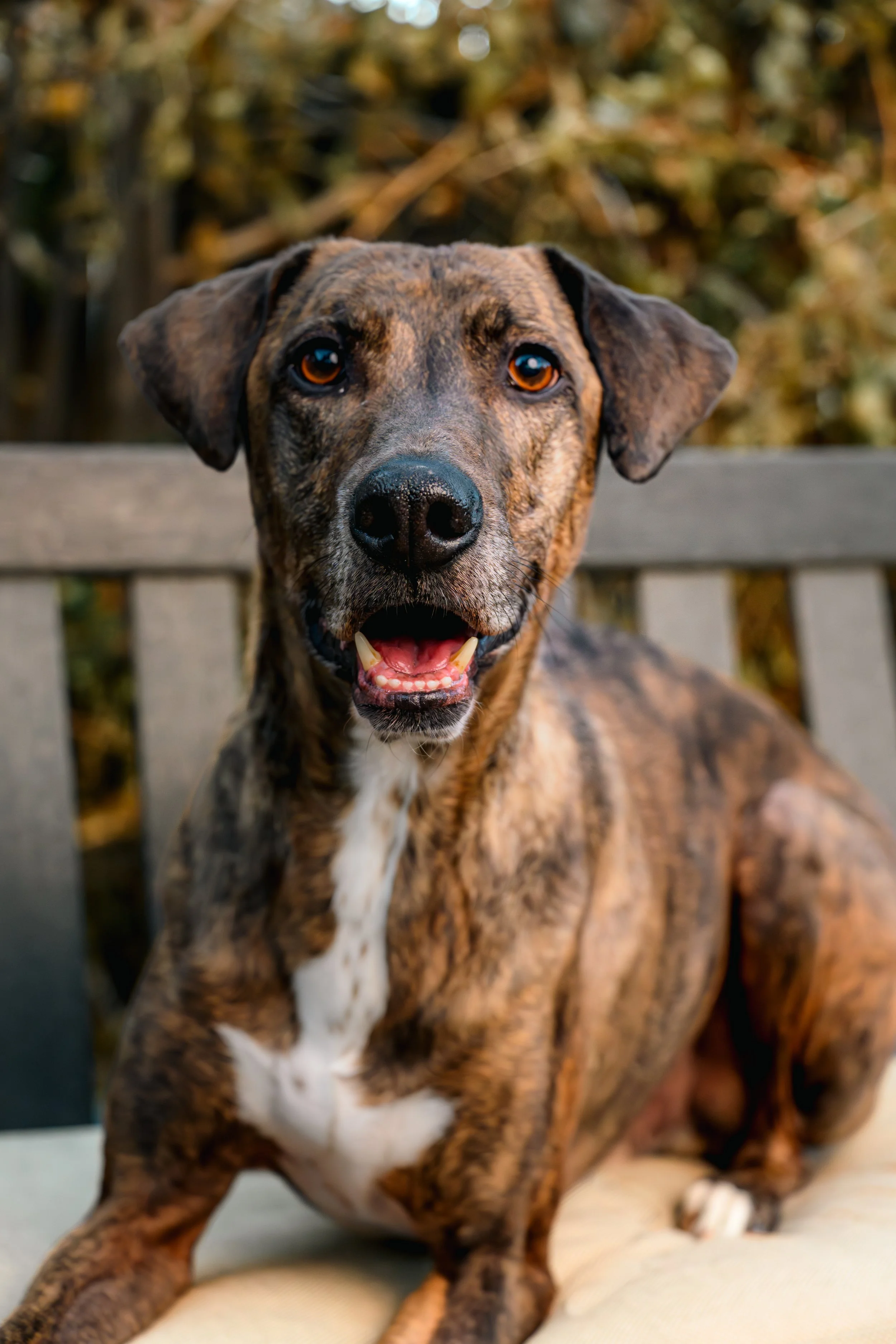A smiling brindle Australian Shepherd dog sitting on a park bench with a blurred natural background.