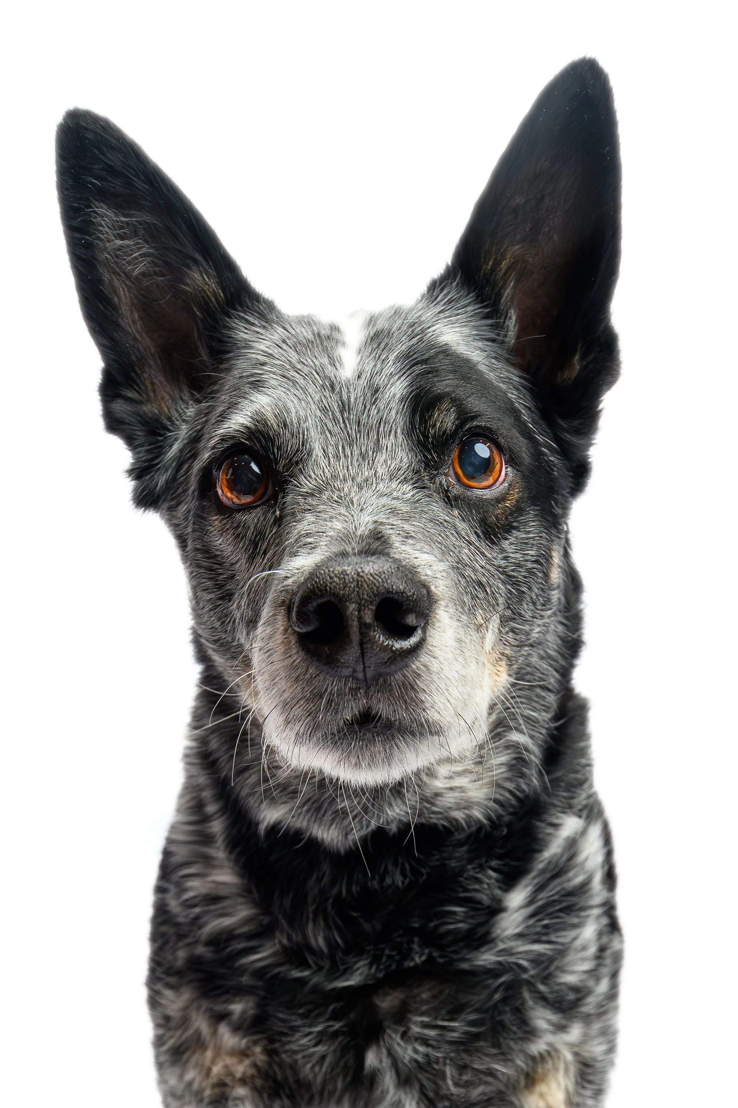 Blue heeler during a Denver studio pet portrait session, captured against a white background by Zion Designs Photography