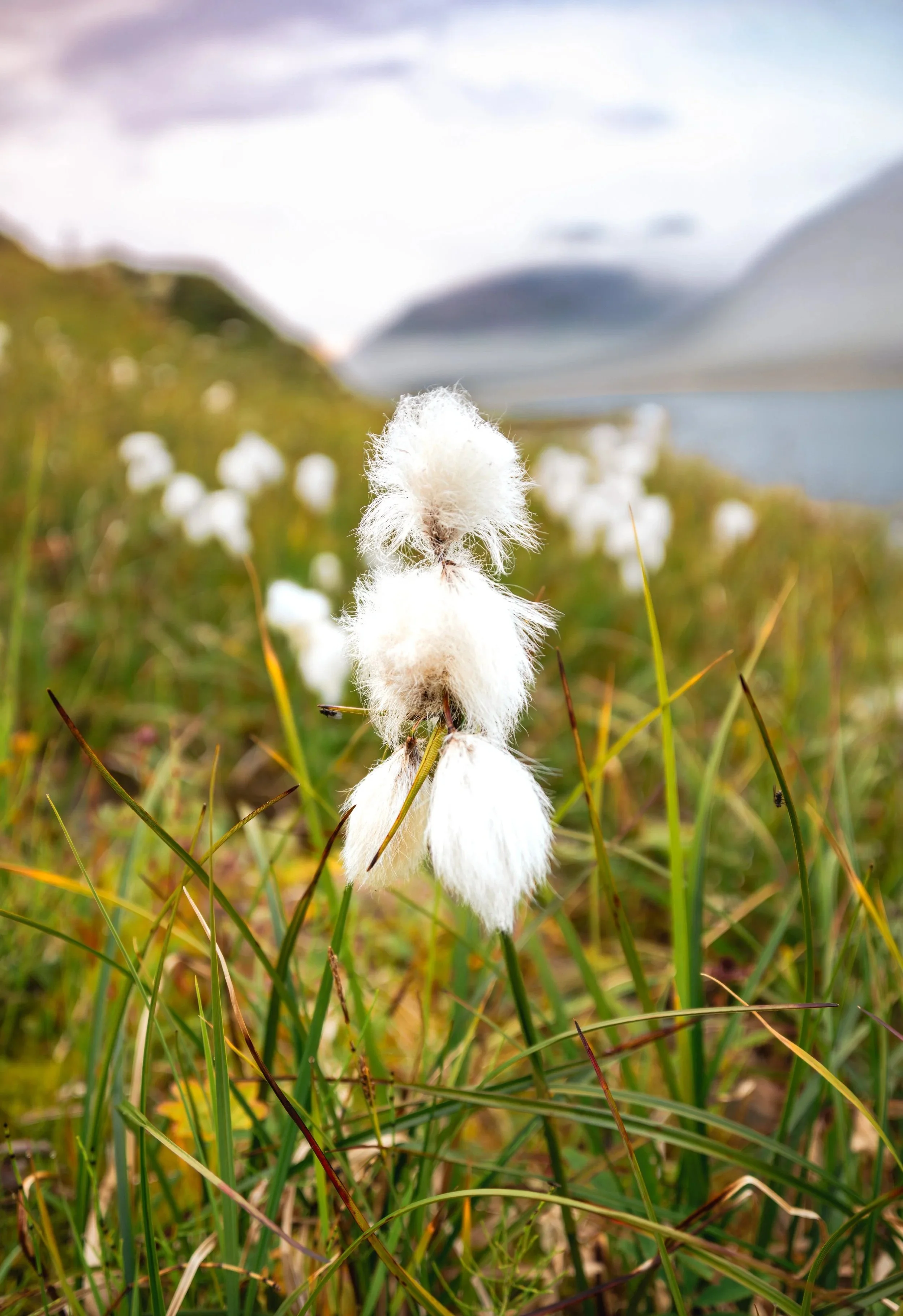 Close-up of a white, fluffy cotton plant in a grassy field with mountains and a cloudy sky in the background.