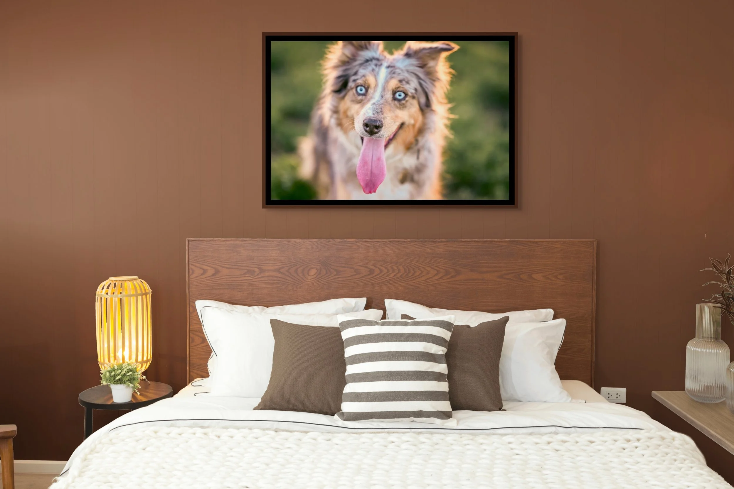Luxury pet portrait of Stella, an Australian Shepherd, displayed as framed wall art in a bedroom by Zion Designs Photography