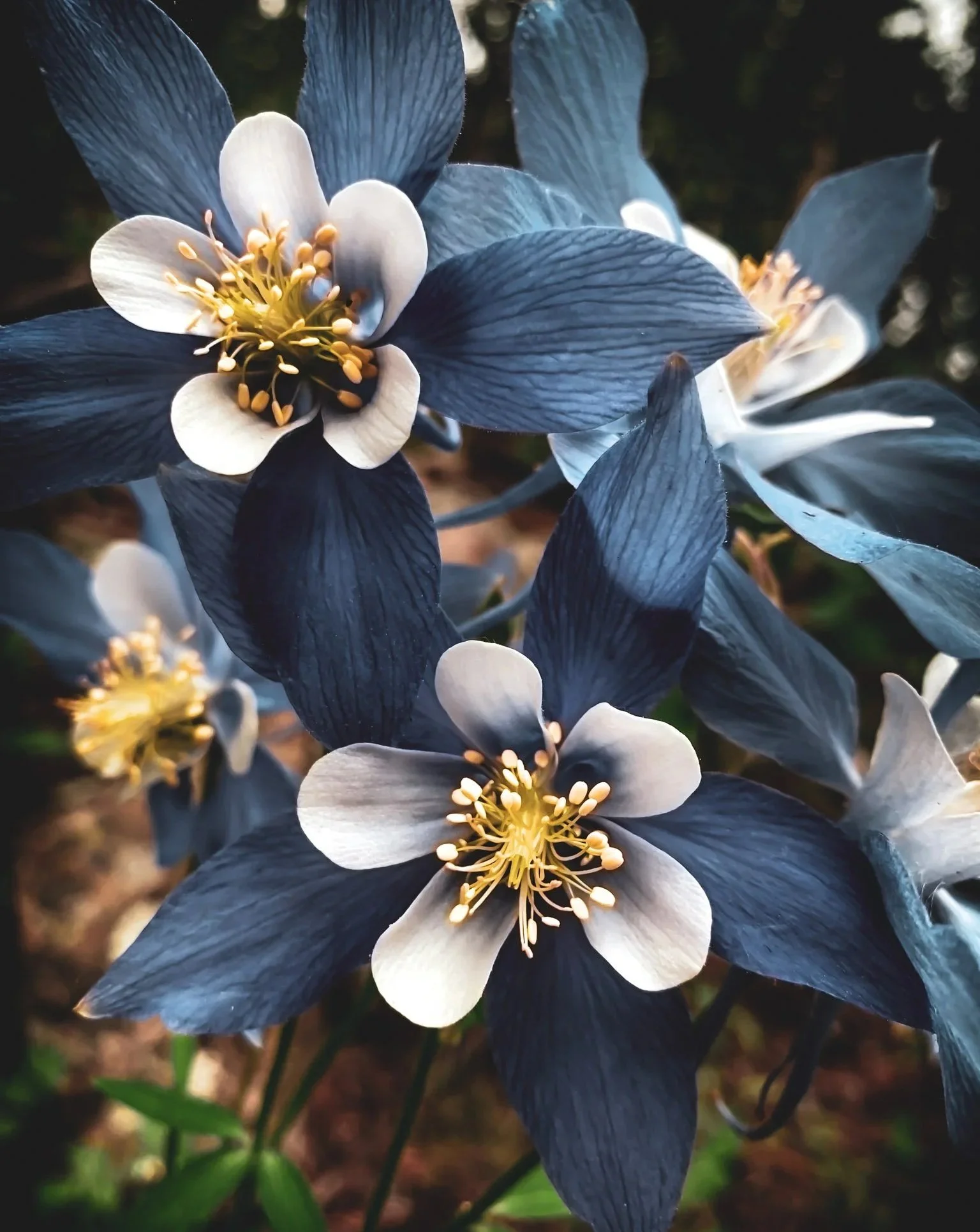 Close-up of blue and white flowers with yellow stamens, dark background.