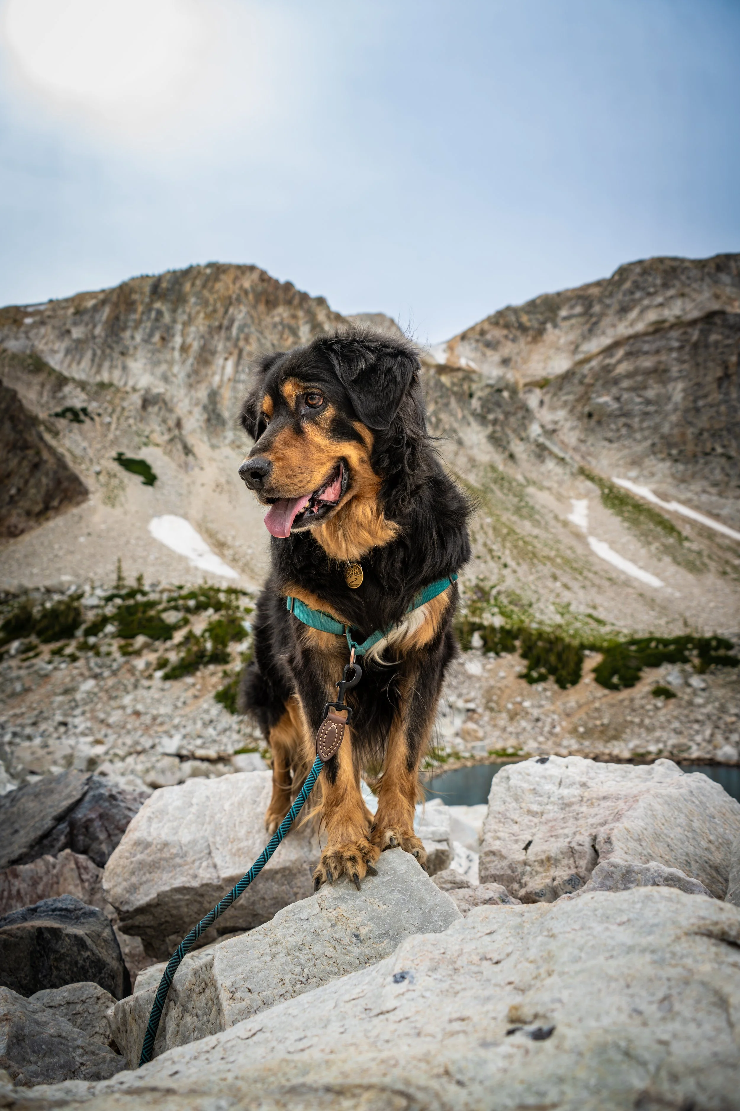 Zion, a Hovawart, standing on rocks at Medicine Bow National Forest with leash visible — pet portrait by Zion Designs Photography
