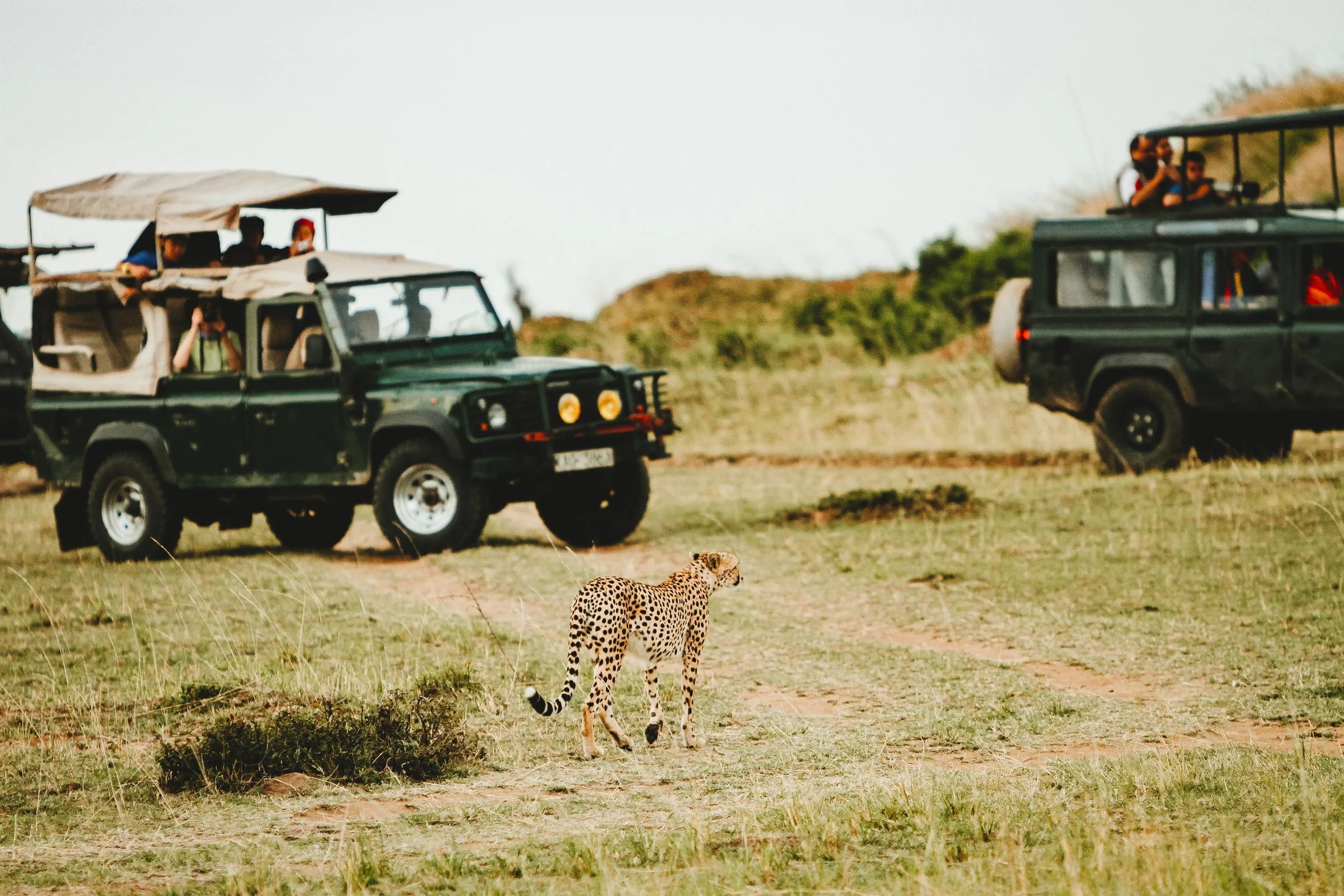 two safari land rovers watching a wild cheetah out for a stroll in a game park in Kenya