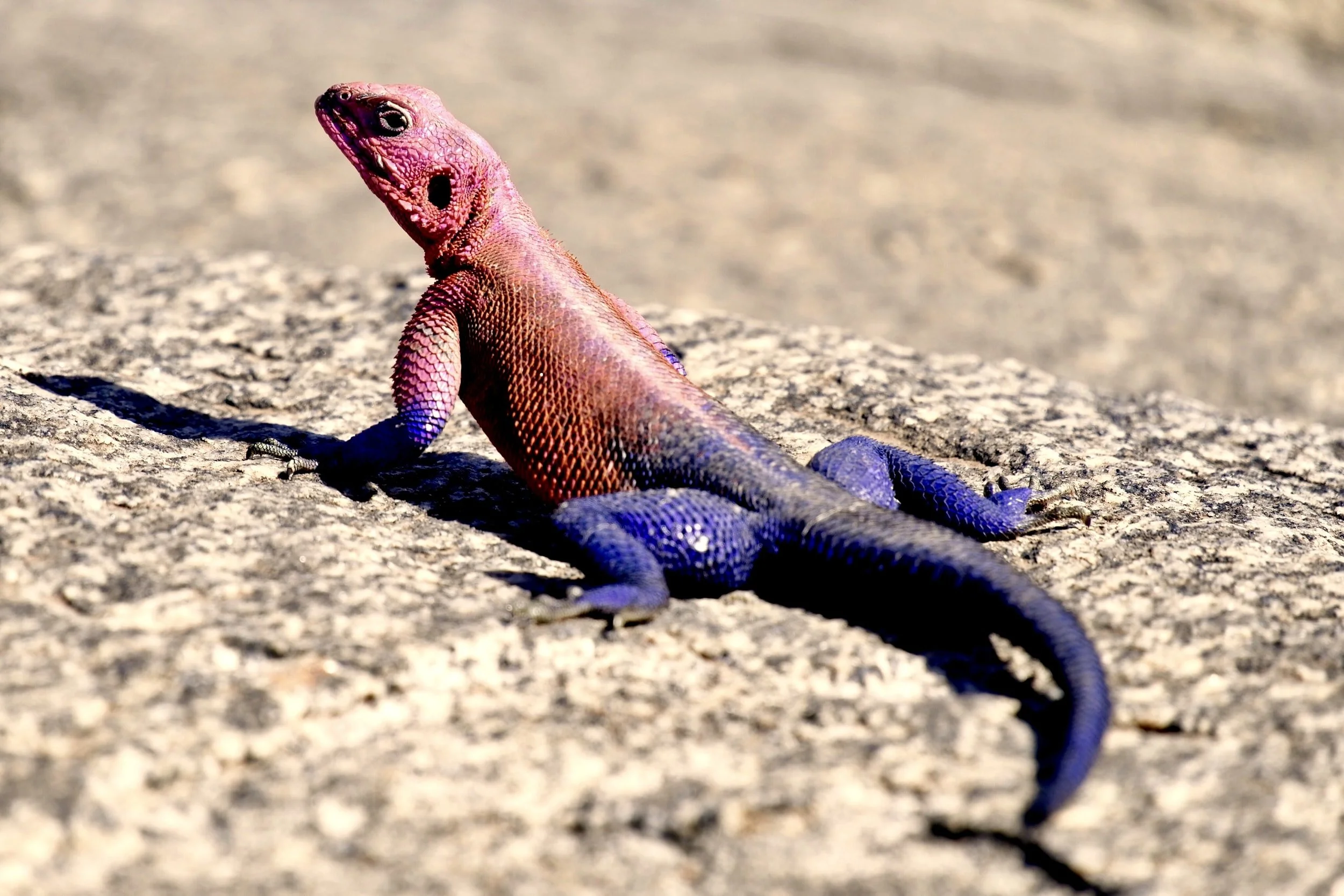 Agama Lizard in East Africa