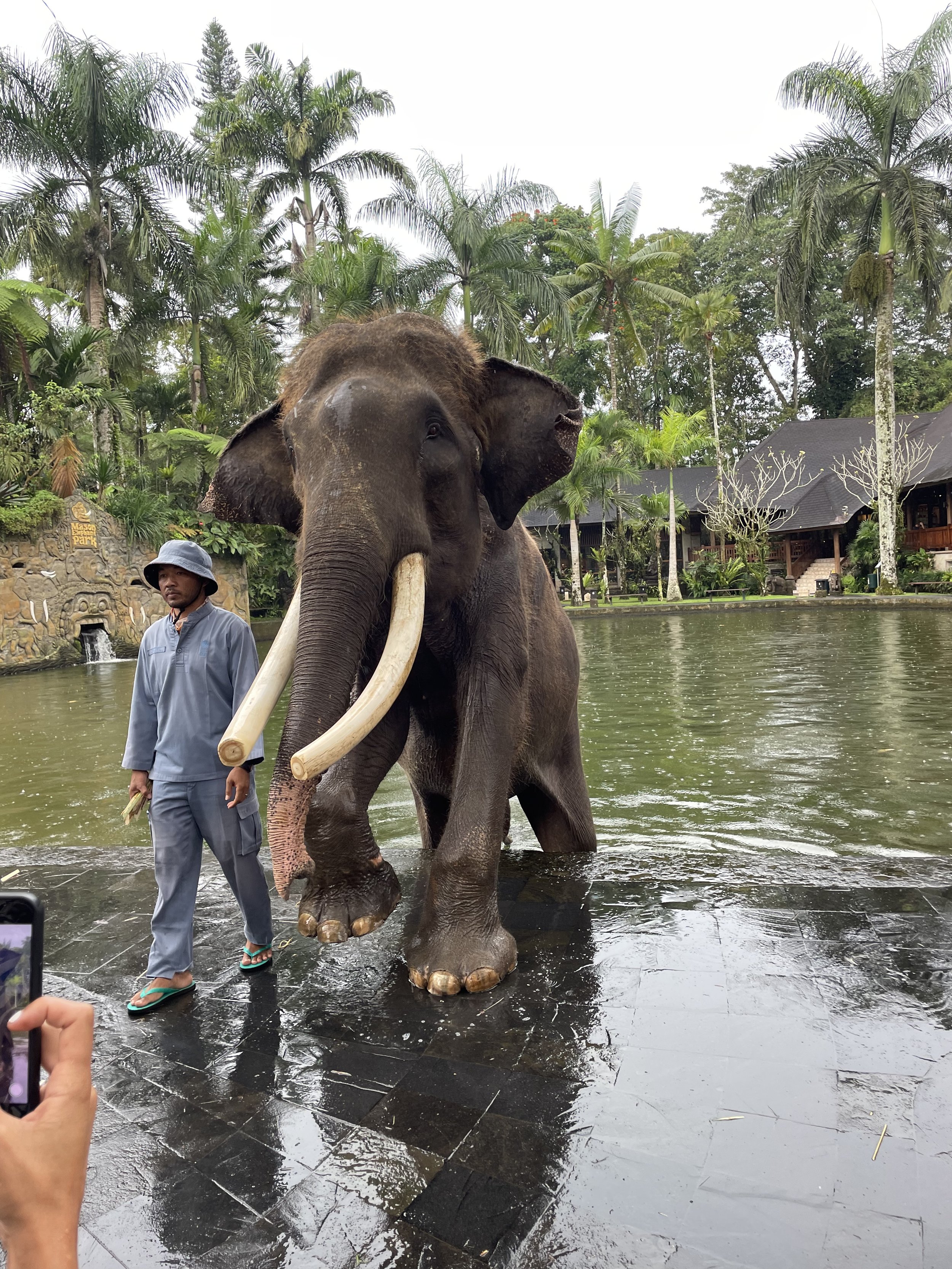 #elephante