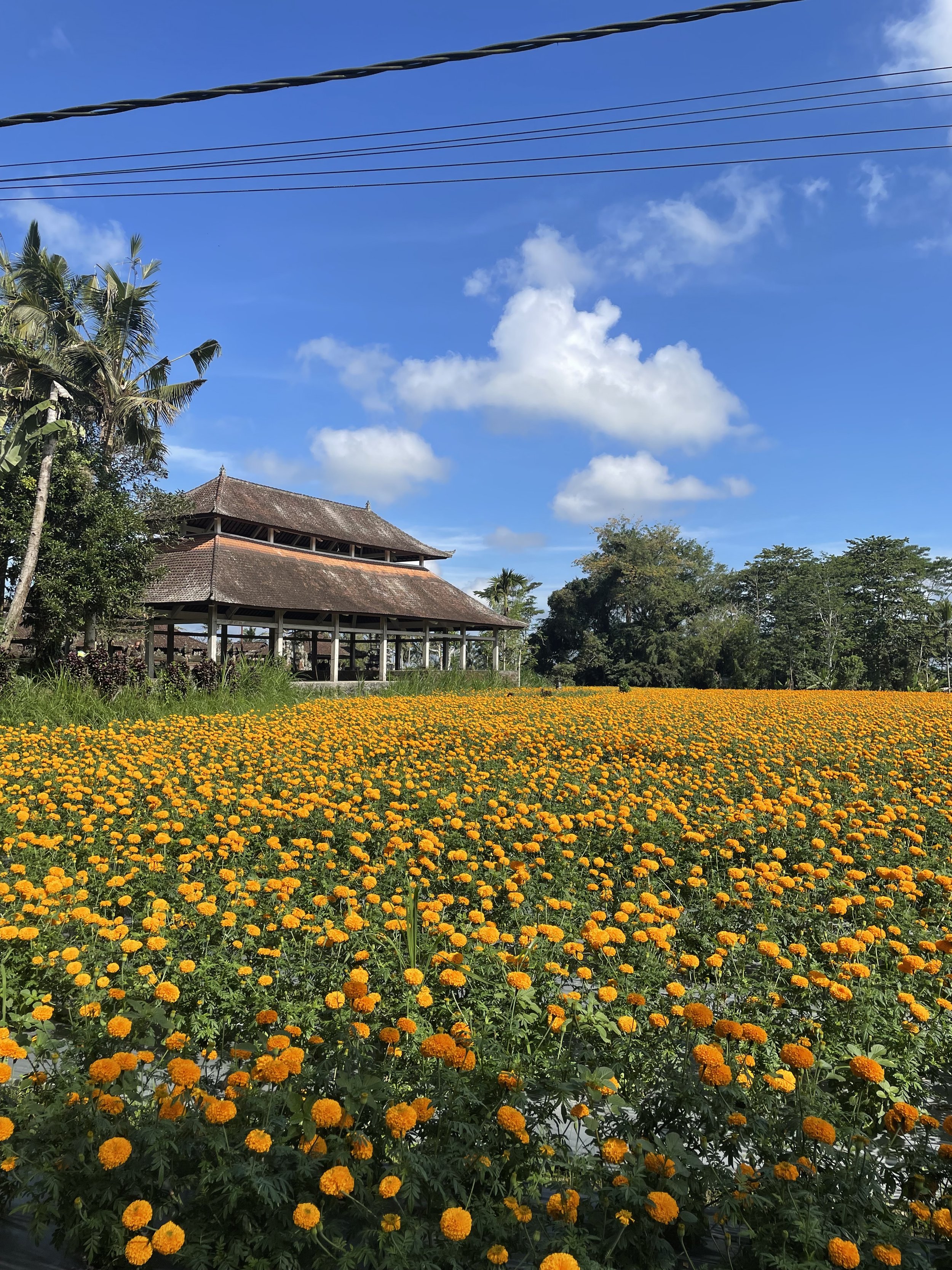 A field of marigolds