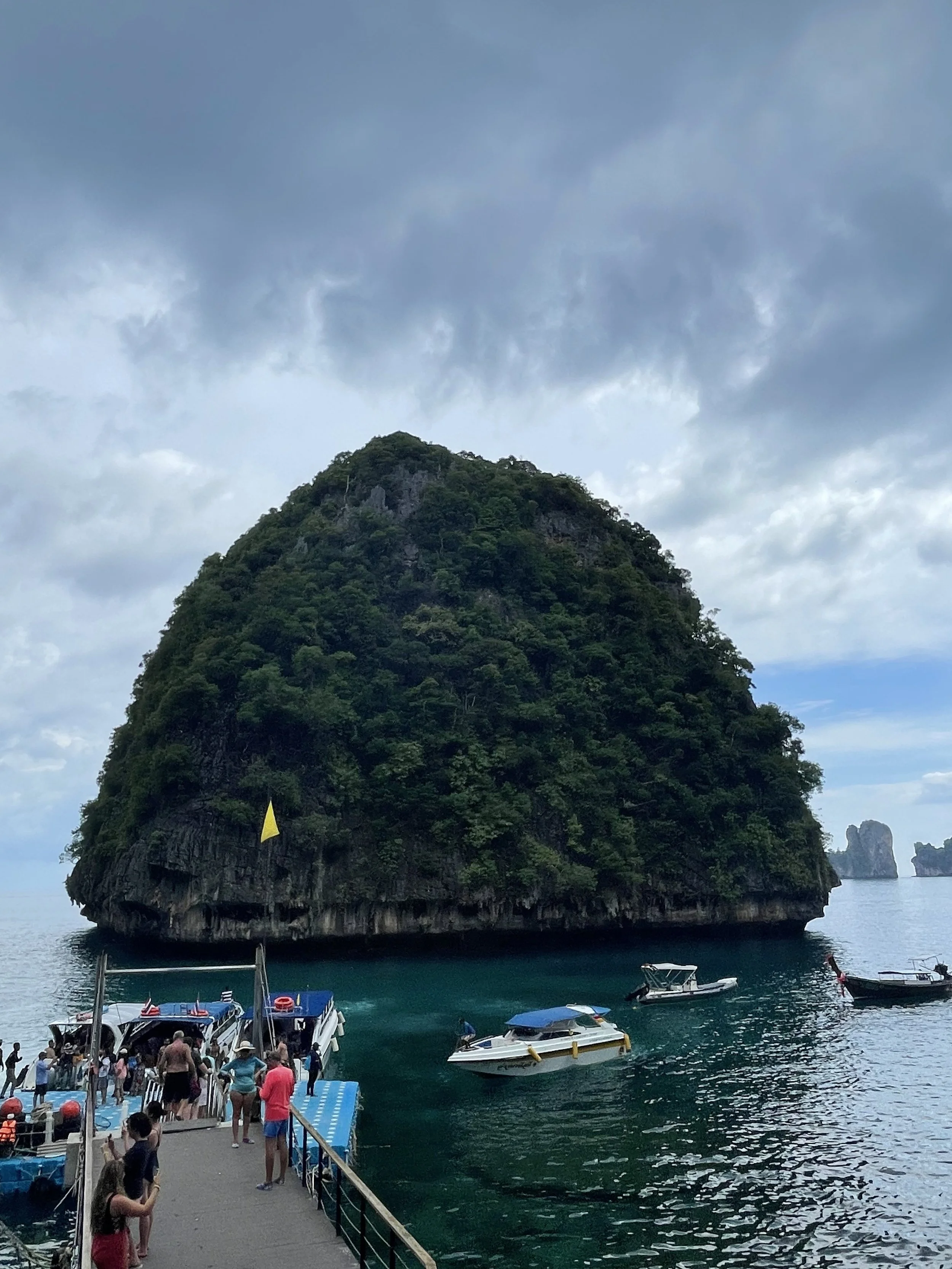 looks like a turtle shell.jpeg